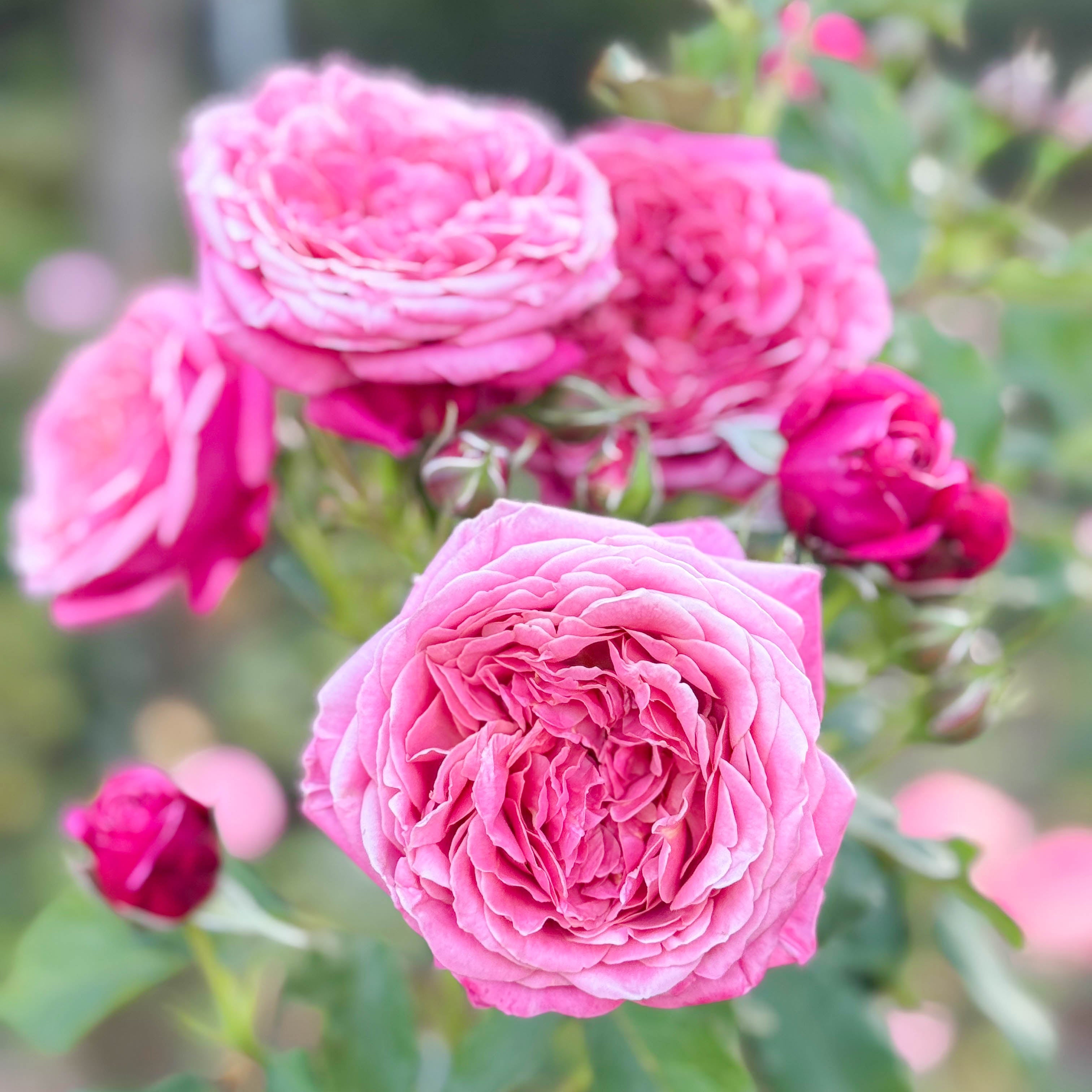 Queen Of Elegance™ Potted Rose Bush
