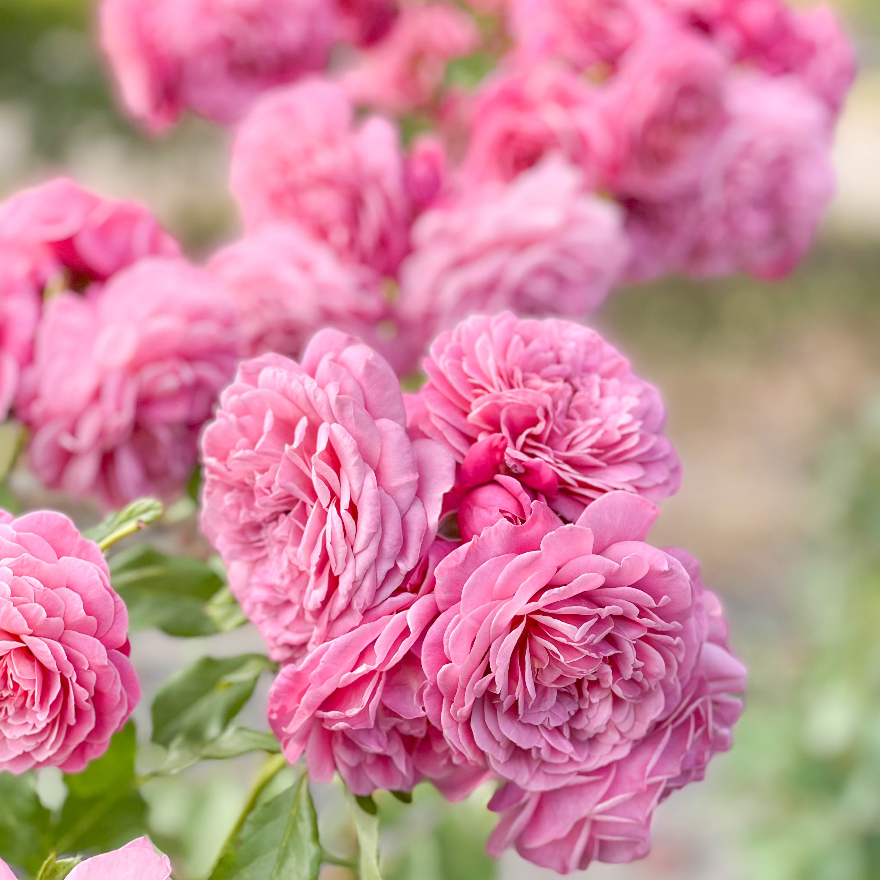 Queen Of Elegance™ Potted Tree Rose