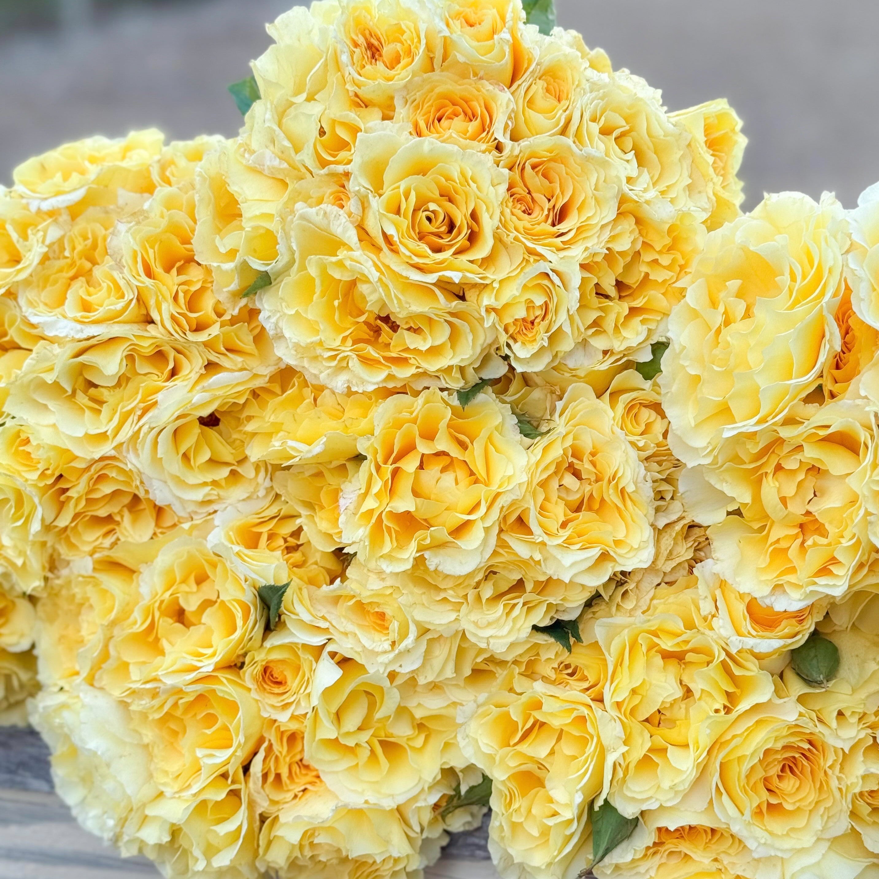 Quest for Zest™ Potted Tree Rose