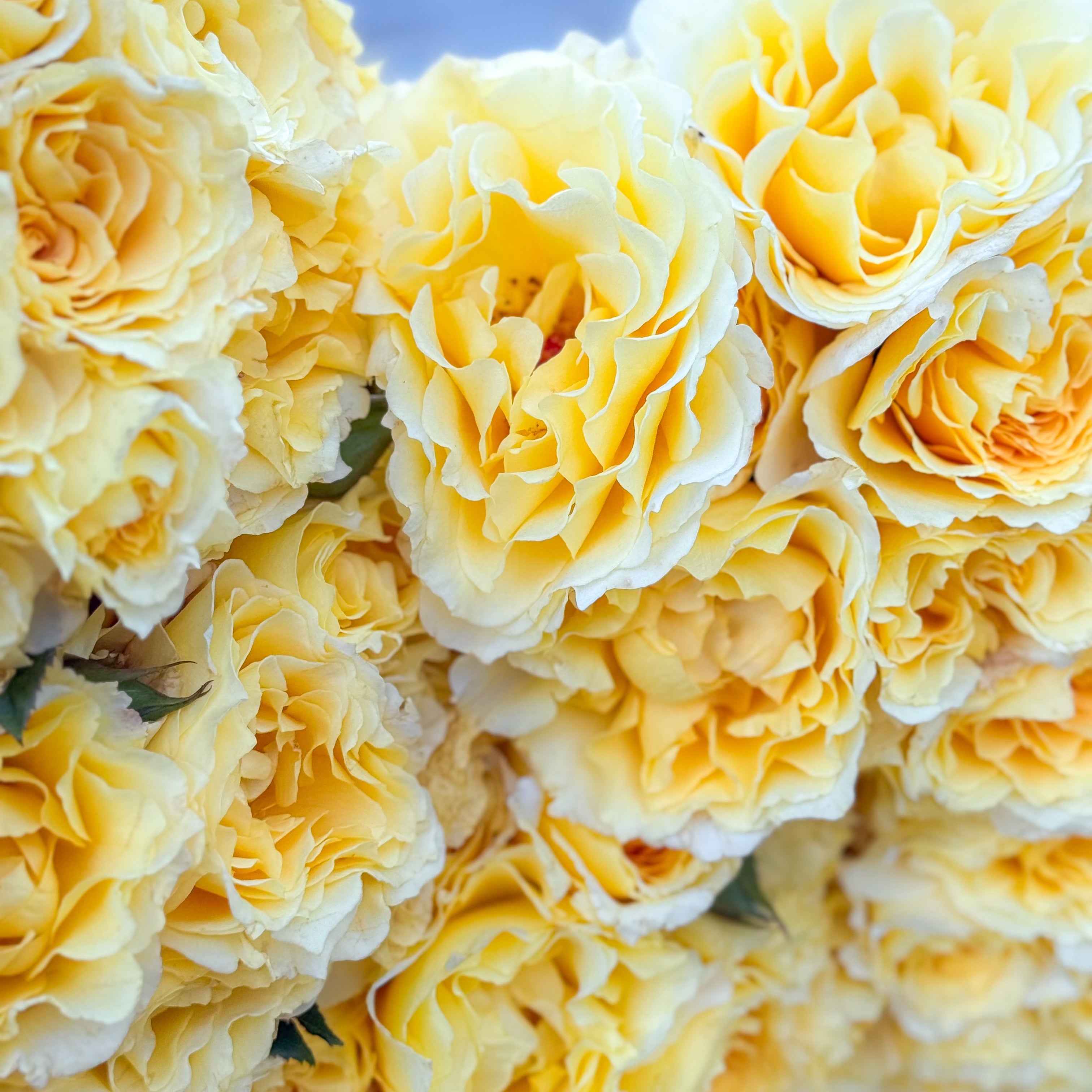 Quest for Zest™ Bare Root Rose Bush