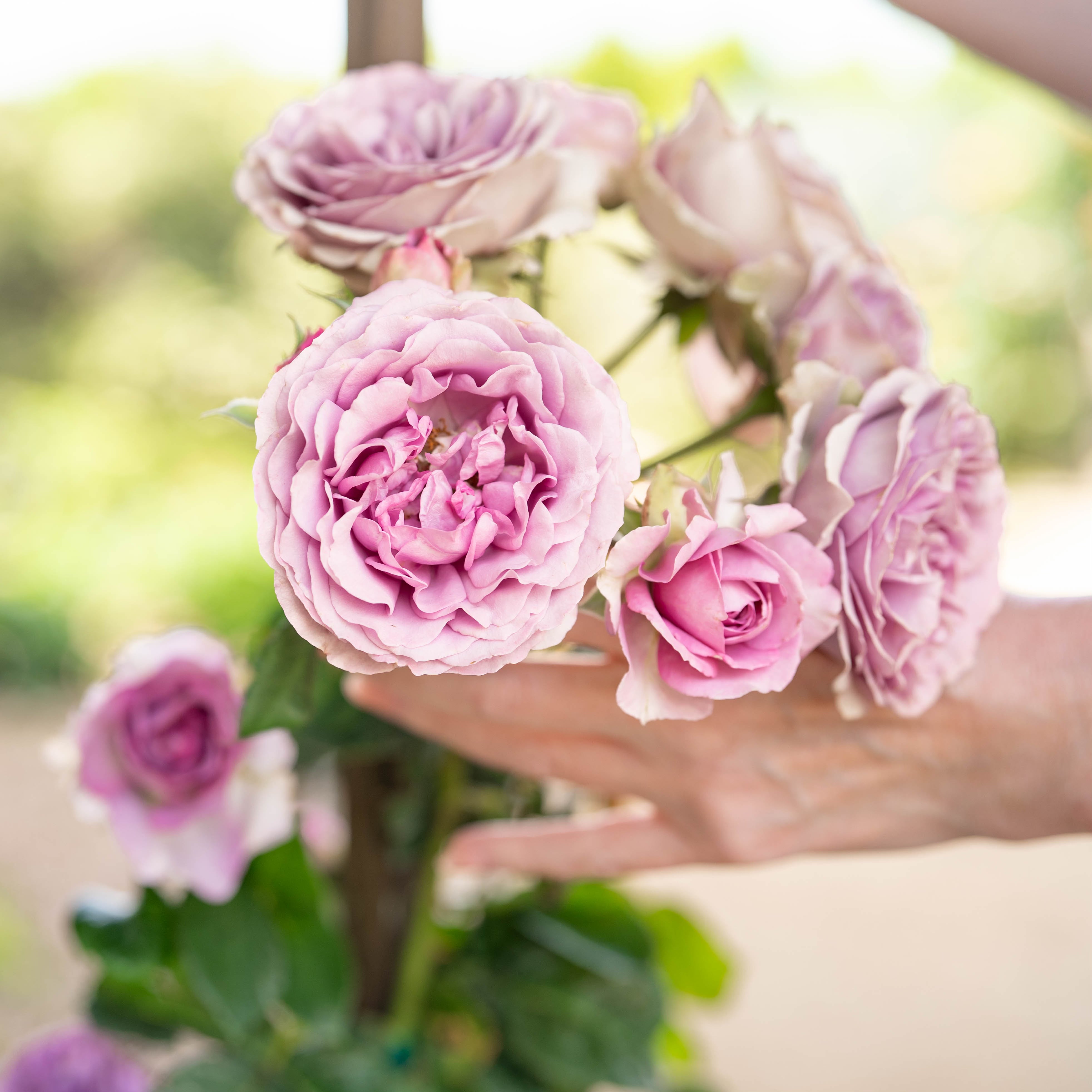 Arborose® Quicksilver Bare Root Climbing Rose