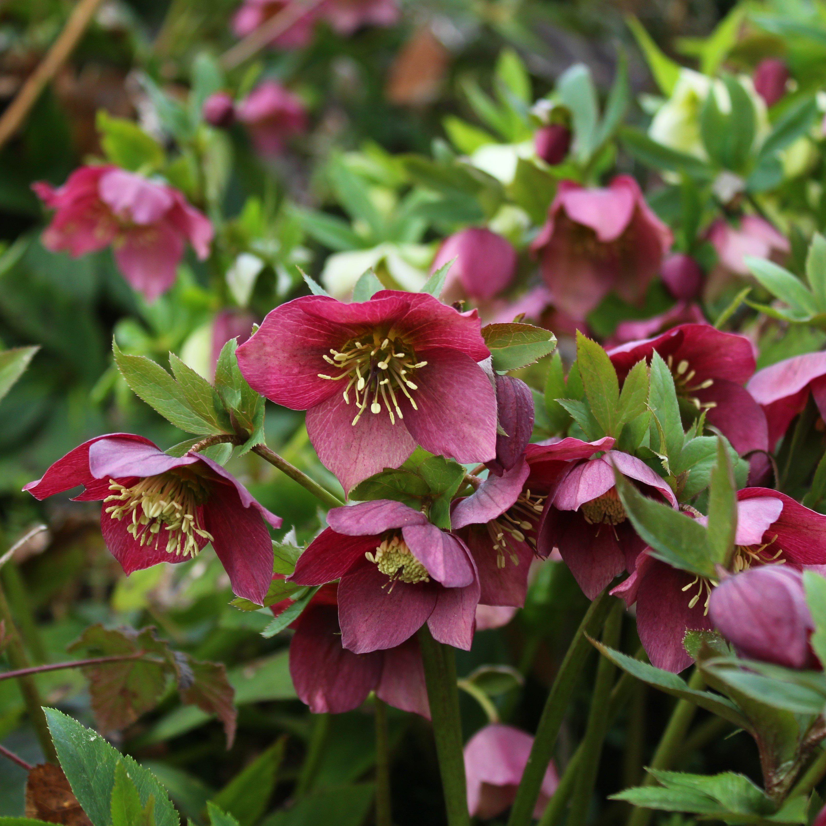 Hellebore Frostkiss® Anna's Red Potted Lenten Rose Plant
