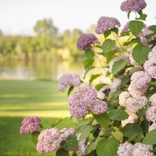 Hydrangea Invincibelle® Spirit II Potted Hydrangea Plant