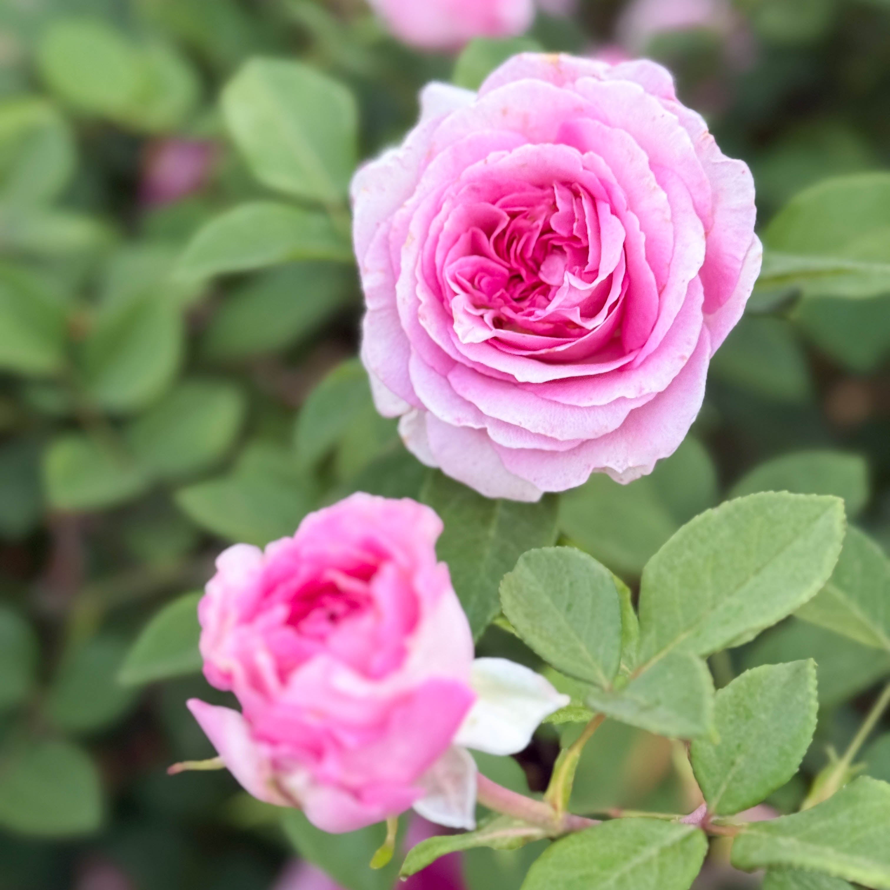 Raspberry Cupcake™ Potted Rose Bush