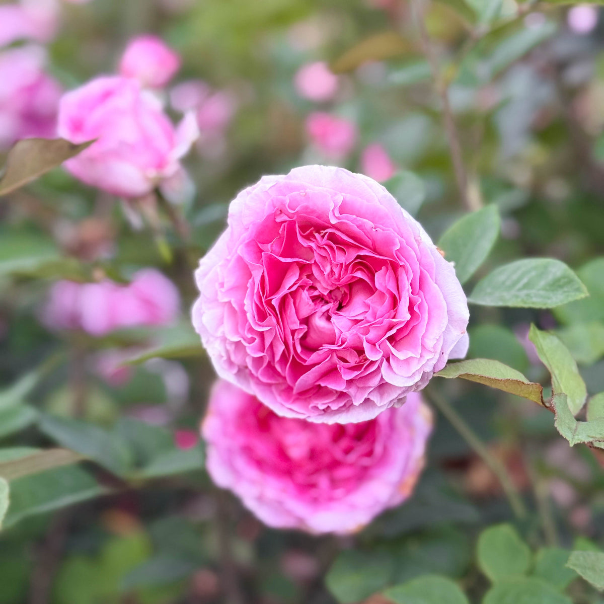 Raspberry Cupcake™ Bare Root Rose Bush