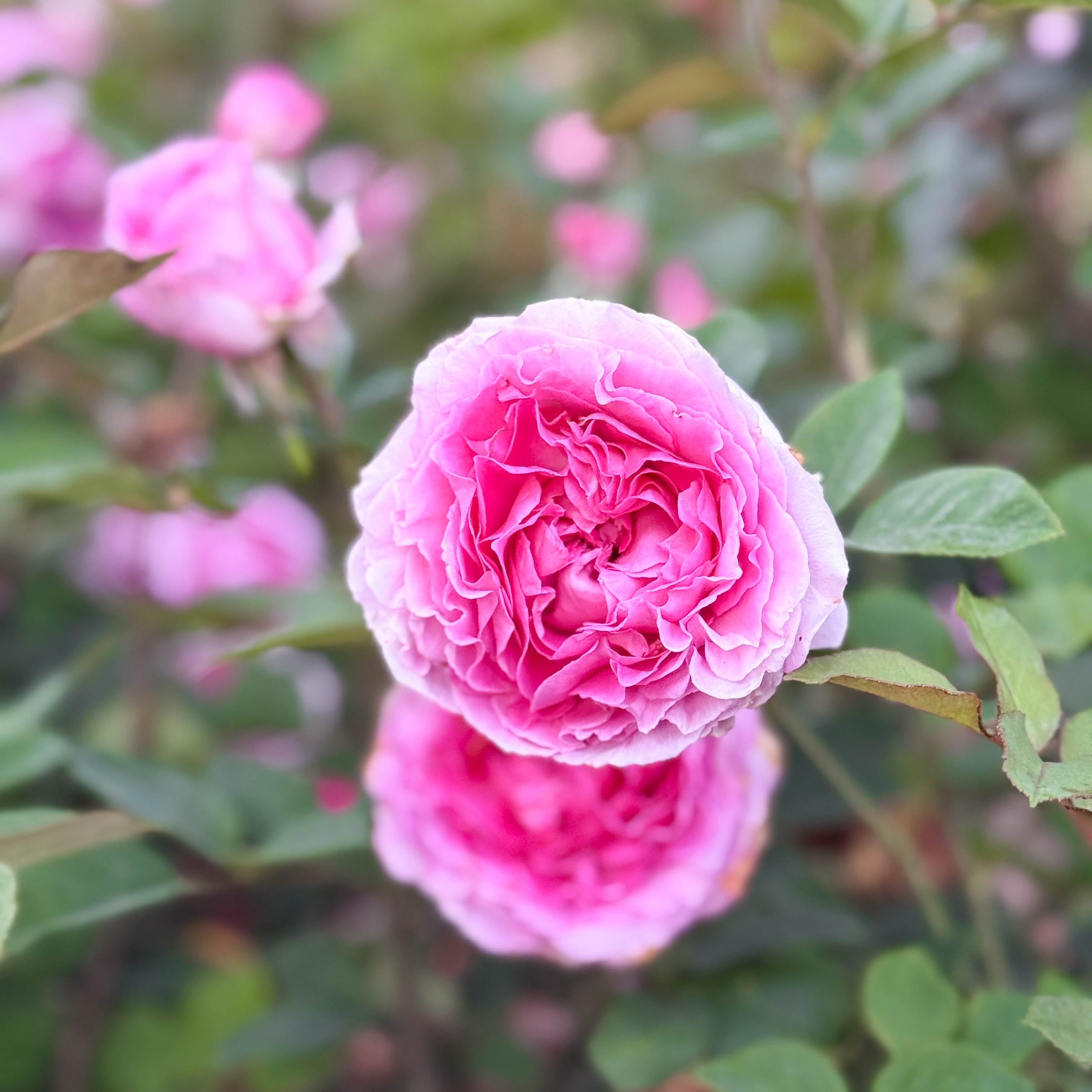 Raspberry Cupcake™ Potted Rose Bush