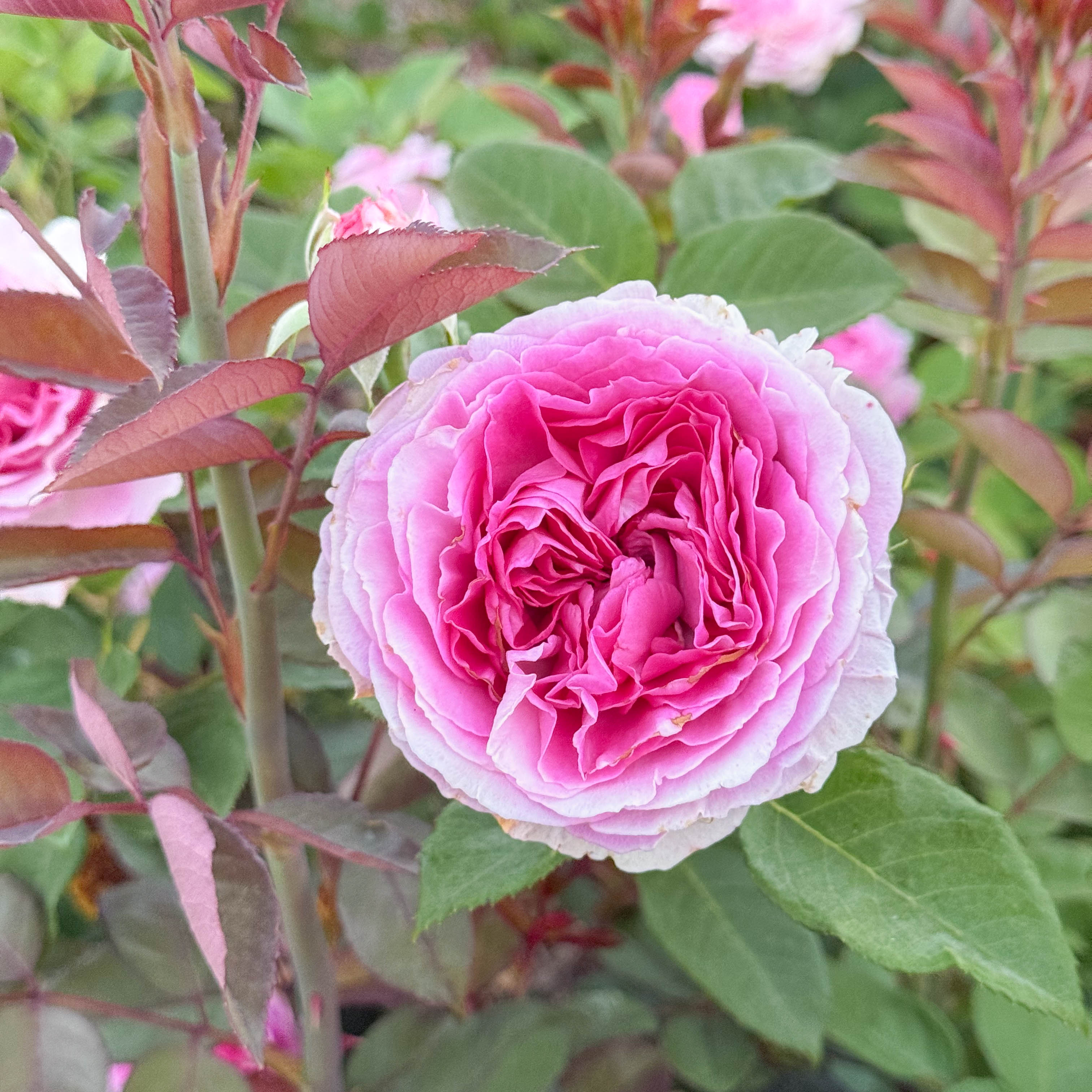 Raspberry Cupcake™ Bare Root Rose Bush