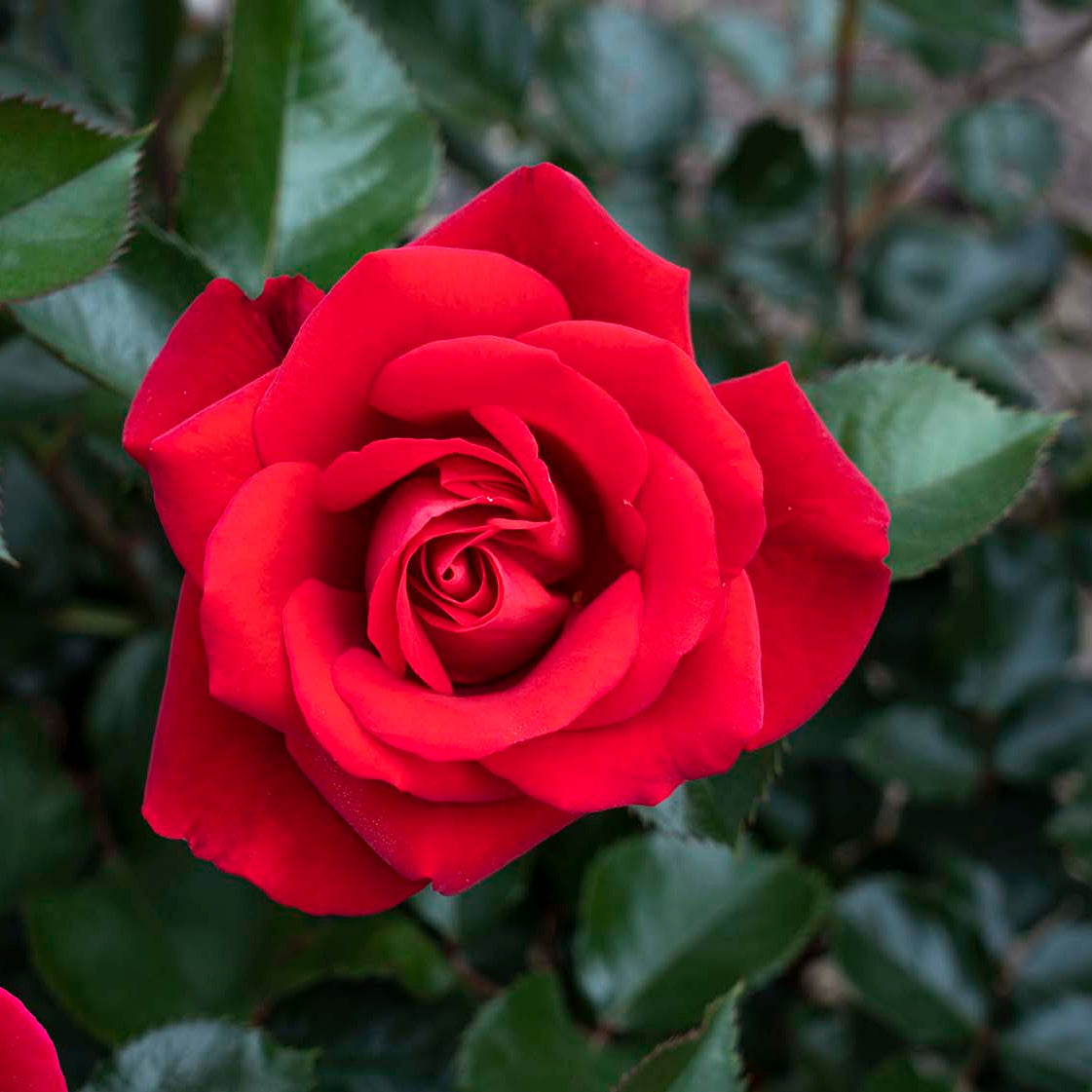 Ruby Red™ Bare Root Rose Bush