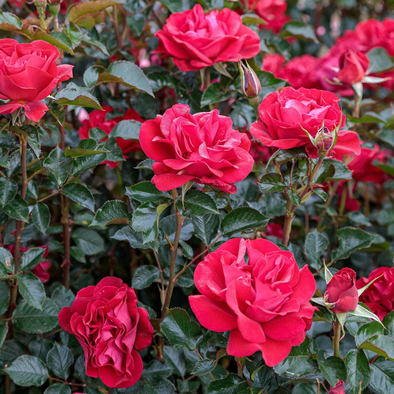 Ruby Red™ Potted Rose Bush