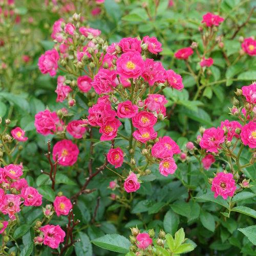Proven Winners® Oso-Easy® Peasy® Potted Rose Bush