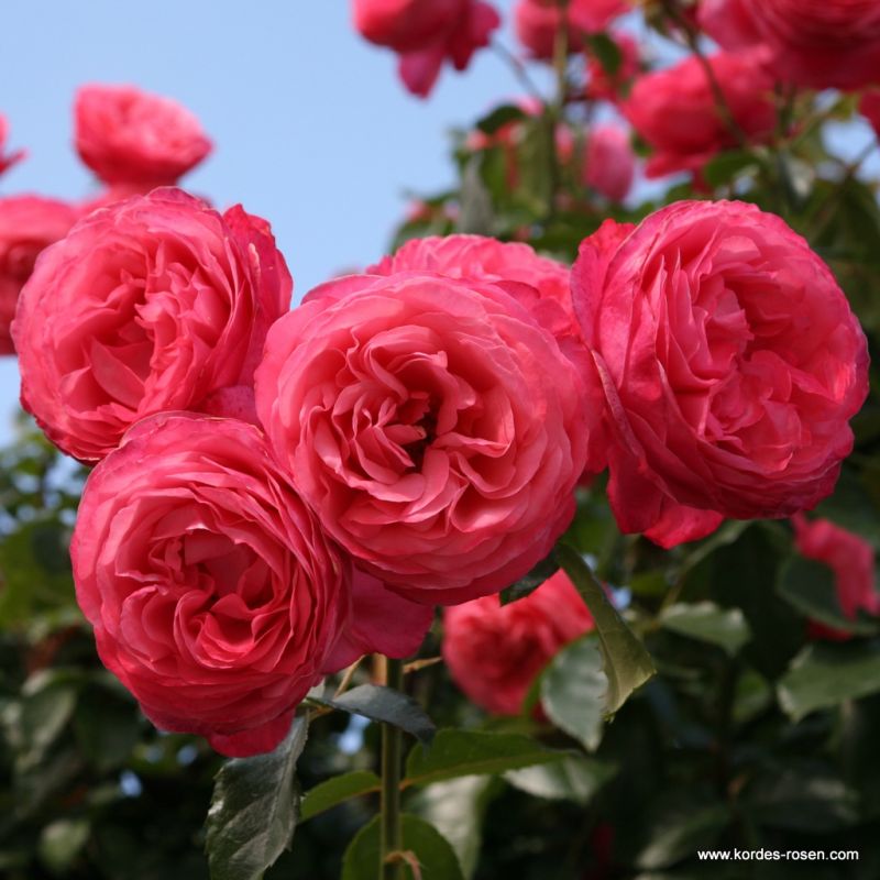 Rosanna® Bare Root Climbing Rose