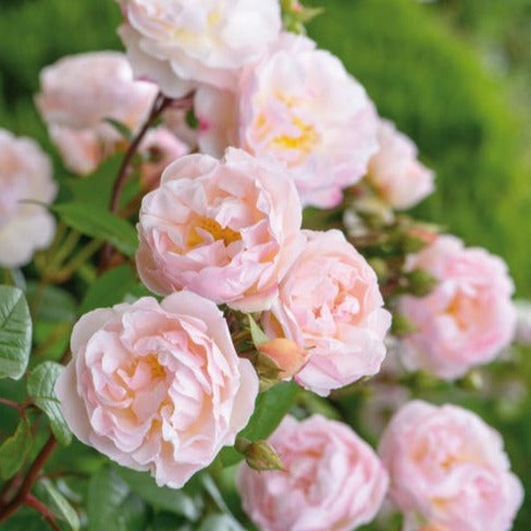 Lady of the Lake Rose Bush