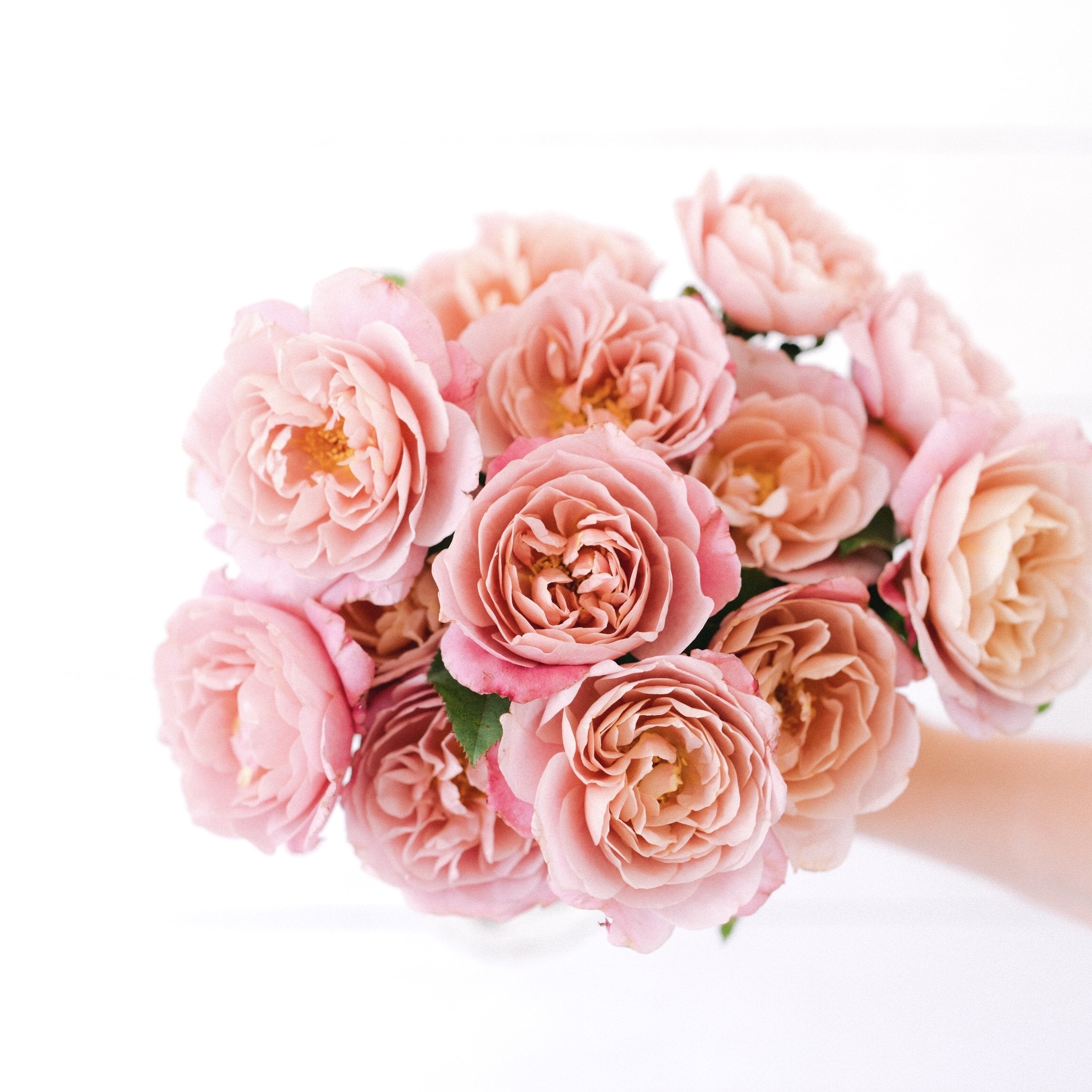 Distant Drums Potted Rose Bush