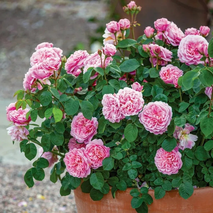 David Austin® Eustacia Vye® Potted Rose Bush