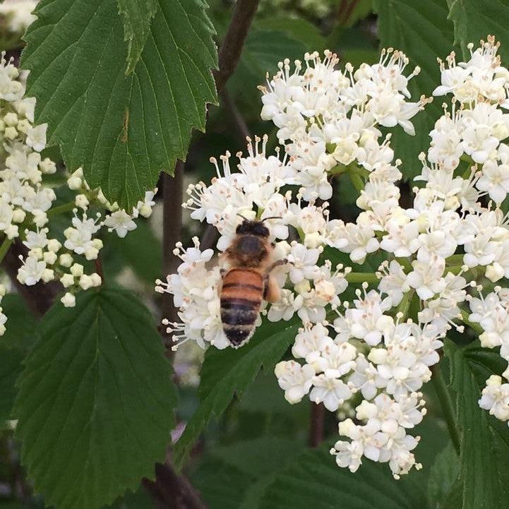 American Beauties® Native Plants Viburnum dentatum 'Plum Pudding' Potted Viburnum Bush
