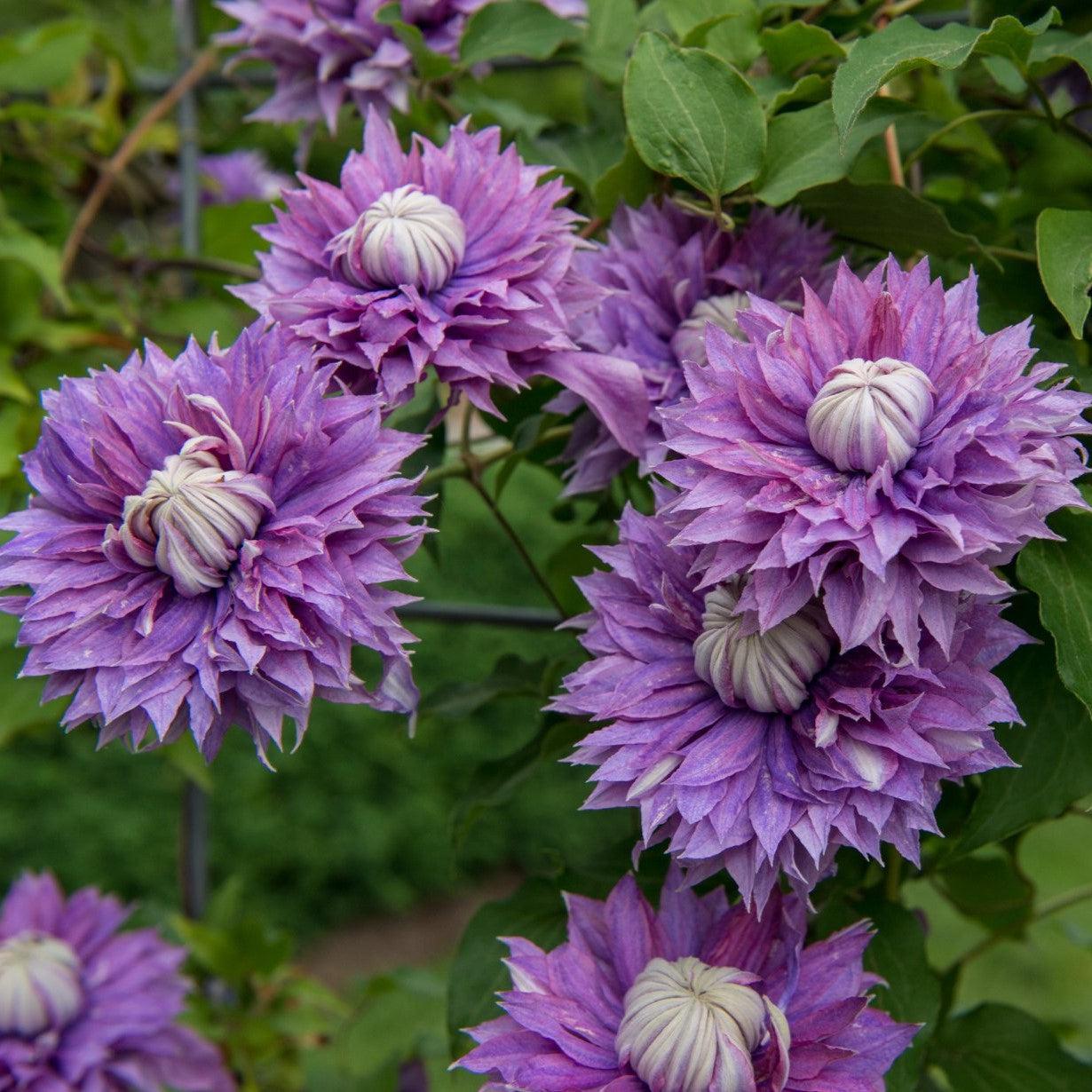 Clematis Raymond Evison® Regal® Regal® Diamantina™ Potted Clematis Plant