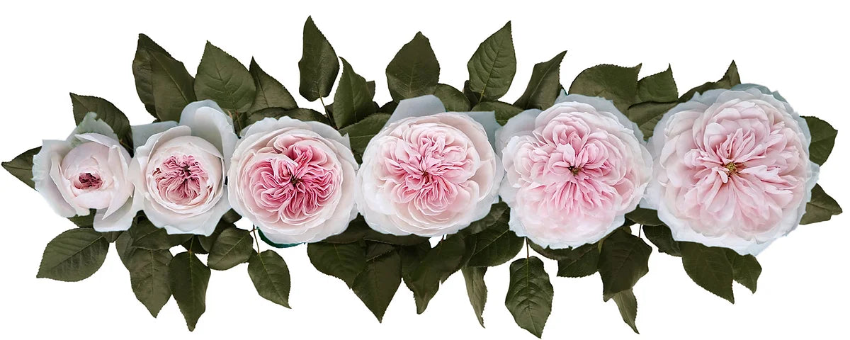 Sabrina® Special Bouquet