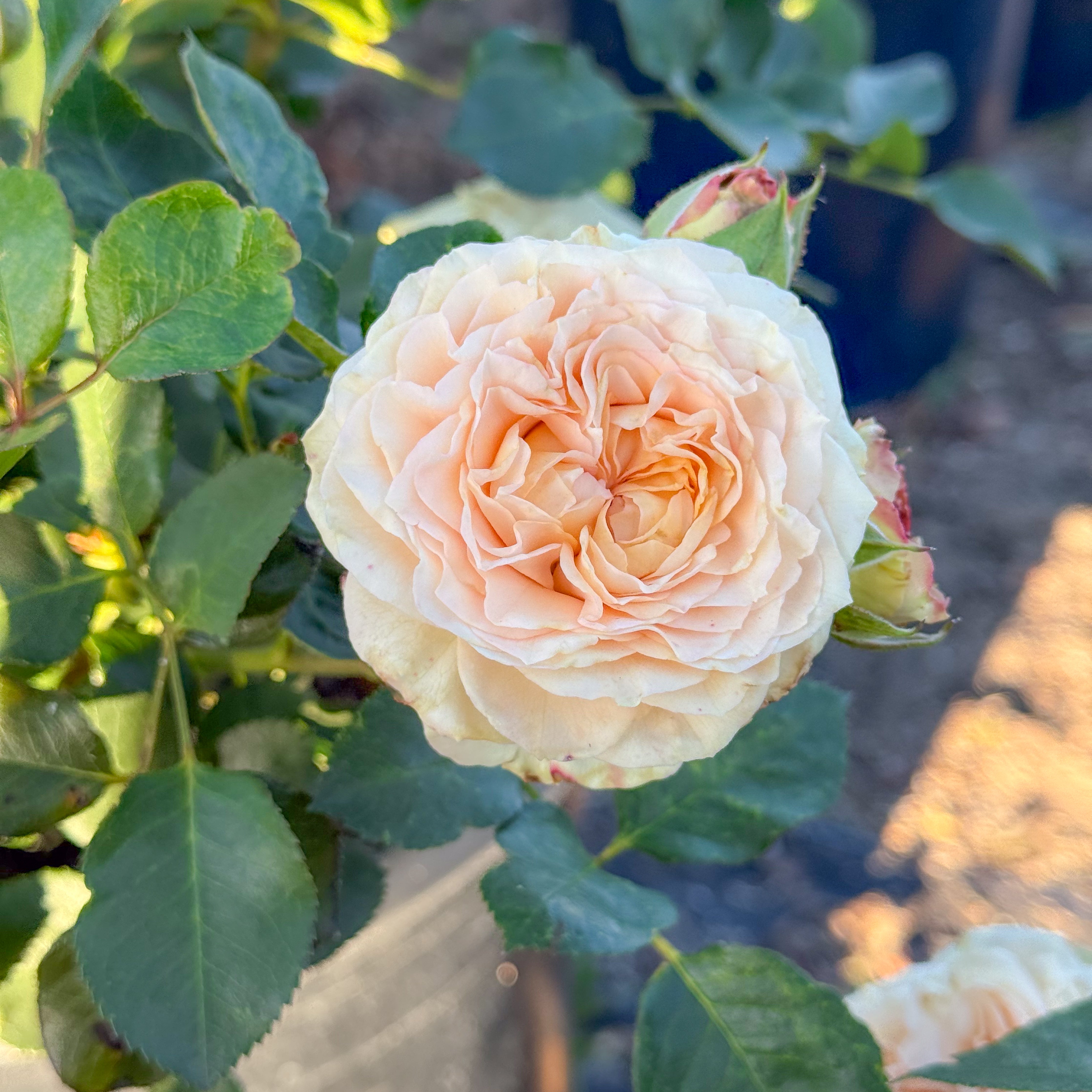 Sancerre Potted Rose Bush