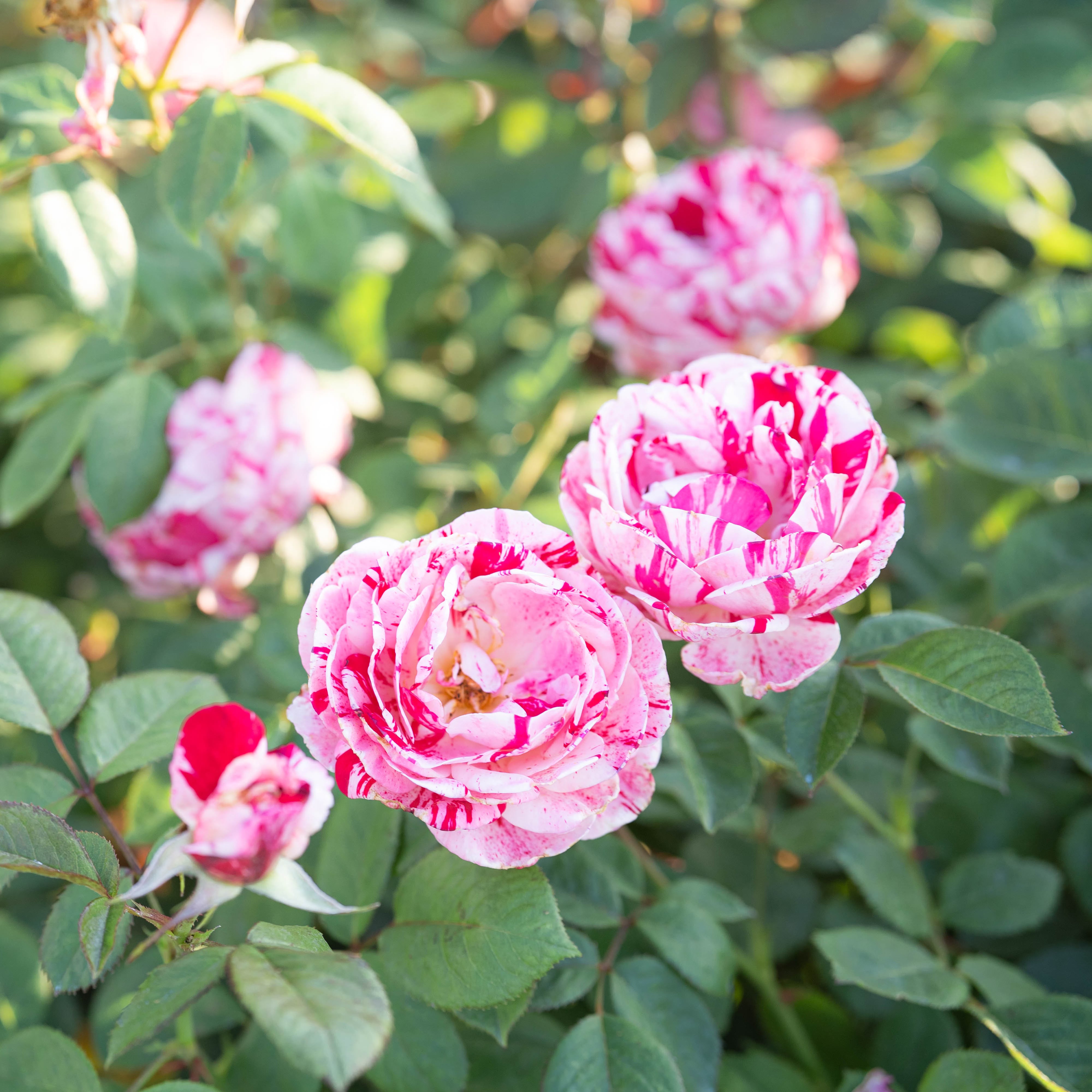 Scentimental Bare Root Tree Rose