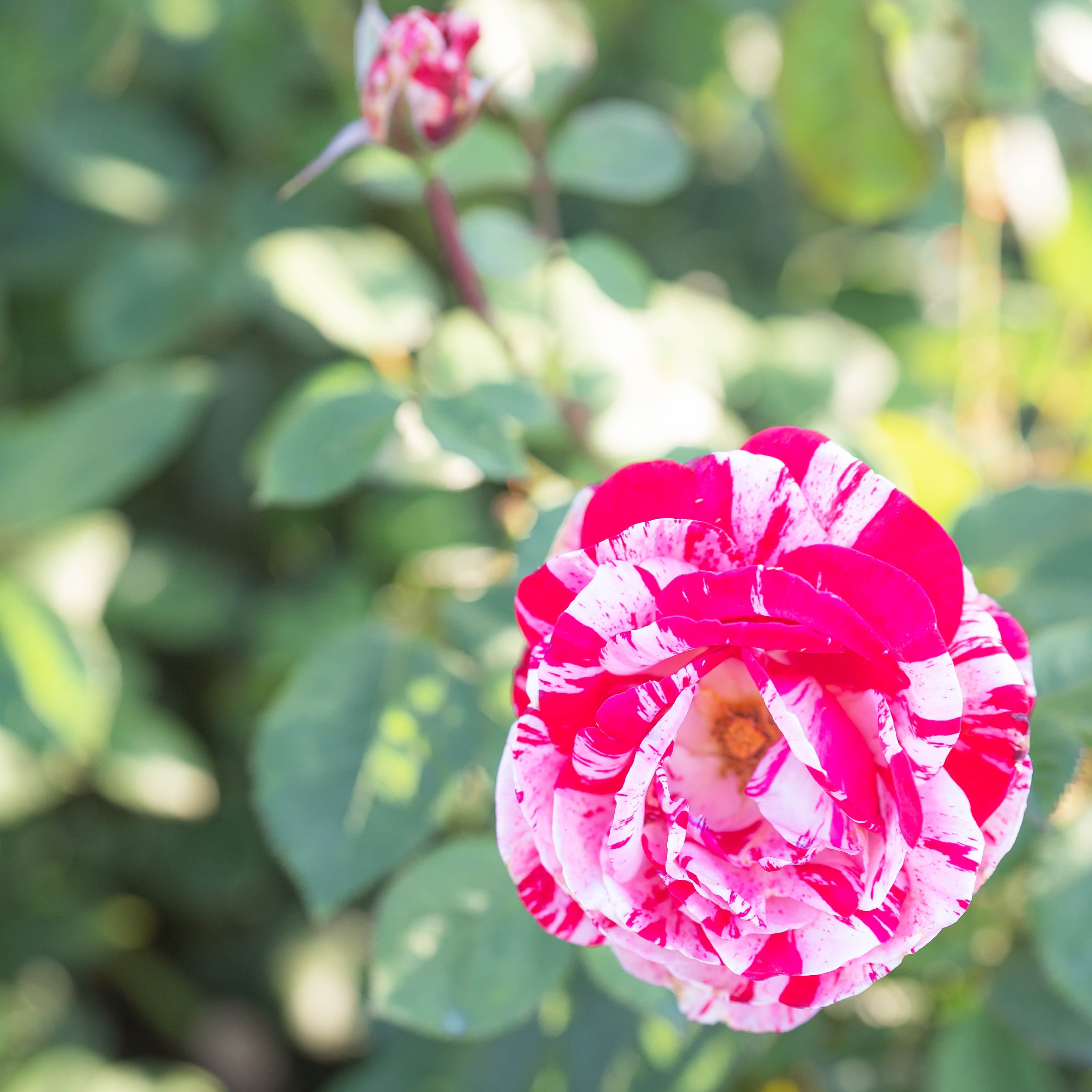 Scentimental Bare Root Tree Rose