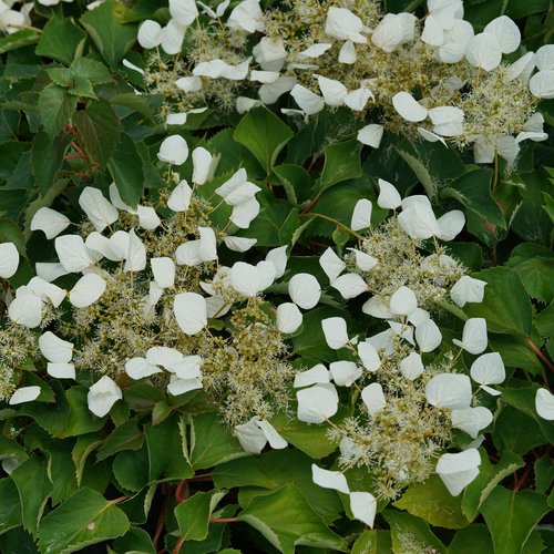 Proven Winners® Japanese Climbing Hydrangea Flirty Girl® Potted Hydrangea-Vine