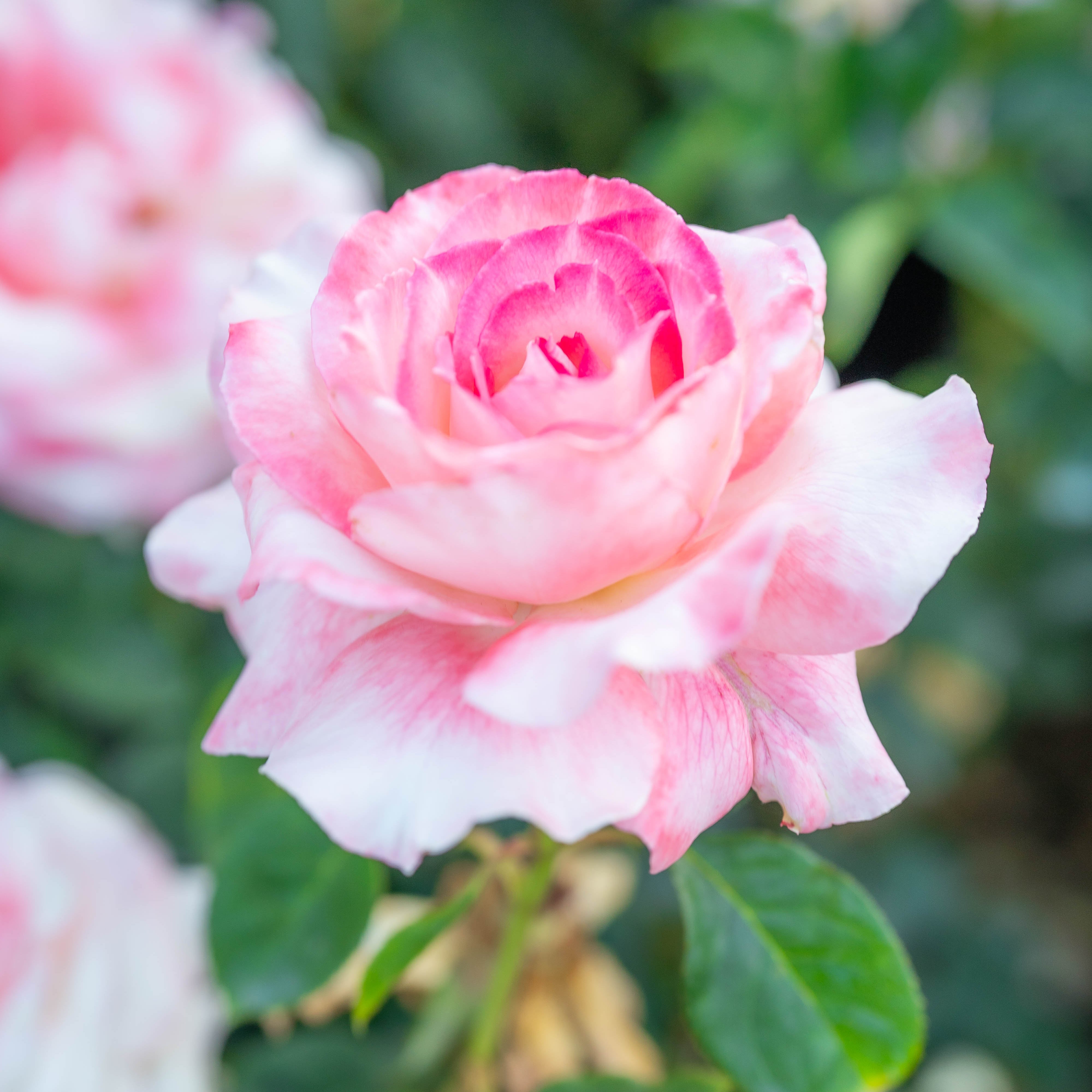 Secret™ Potted Rose Bush