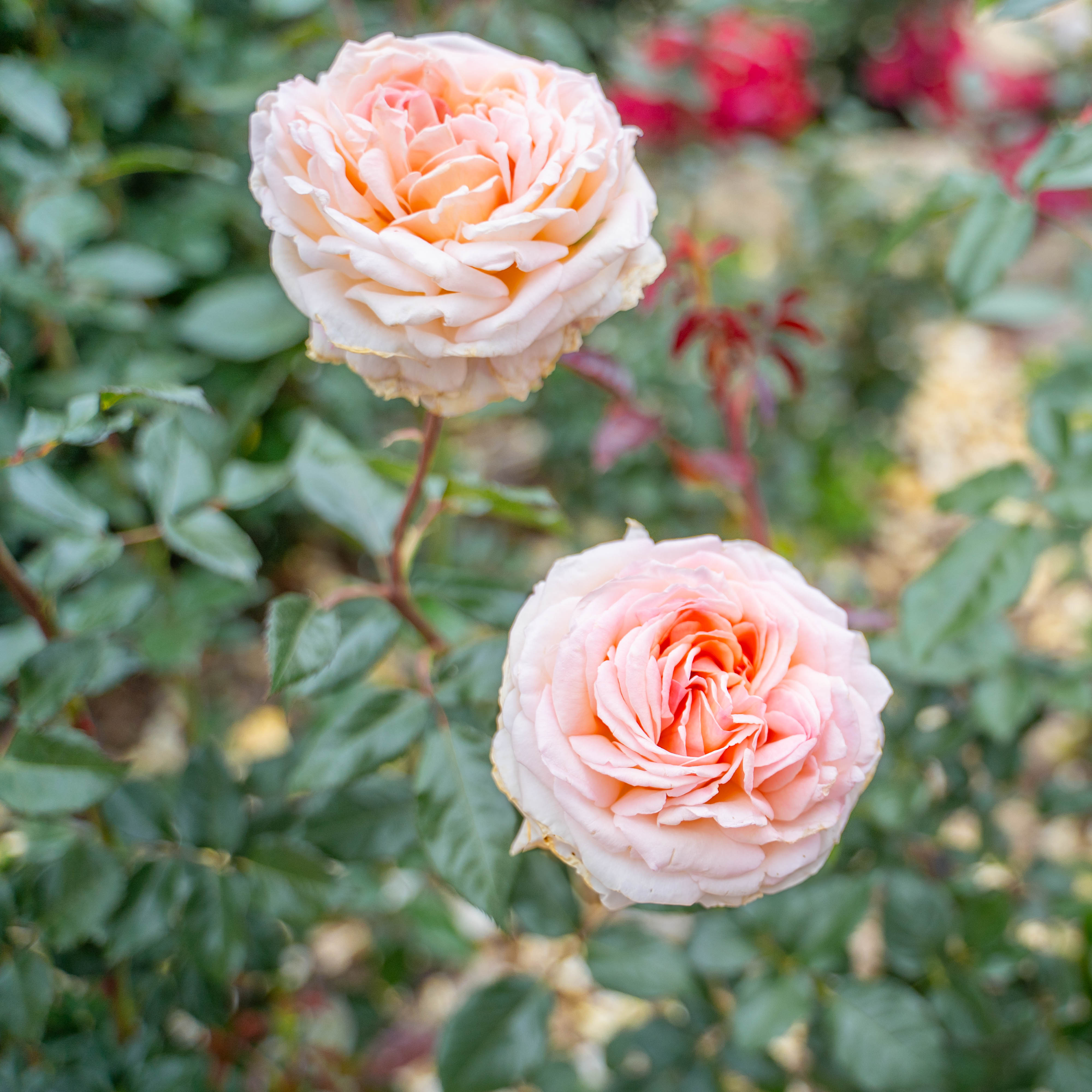 Parfuma® Sunrise (a.k.a. Sespe Sunrise) Bare Root Rose Bush