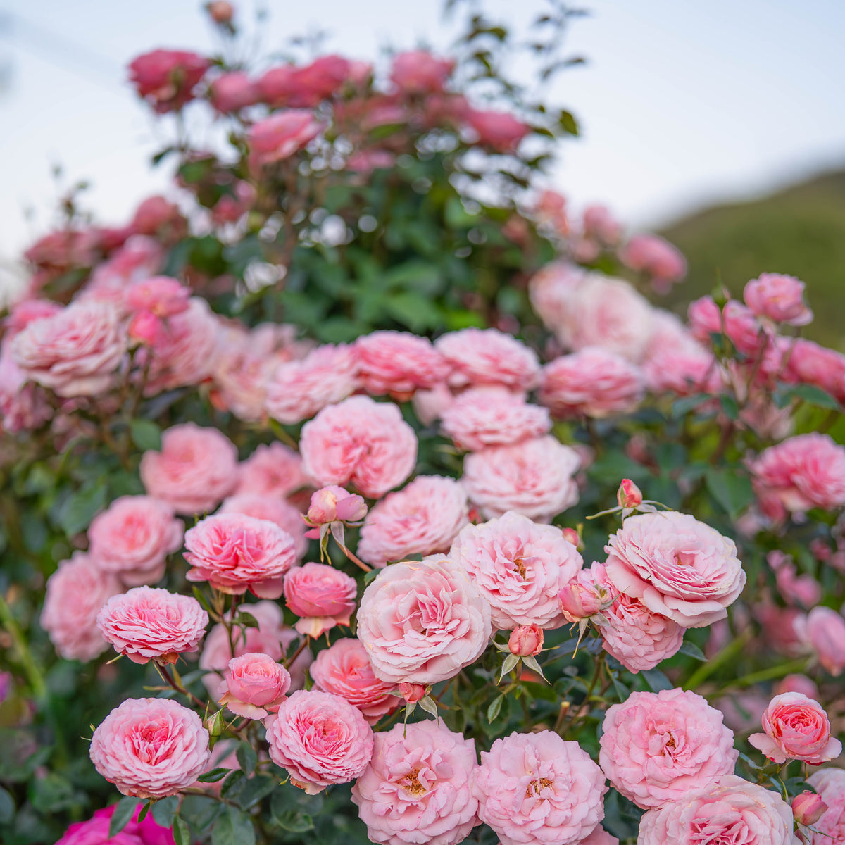Sexy Rexy Bare Root Tree Rose