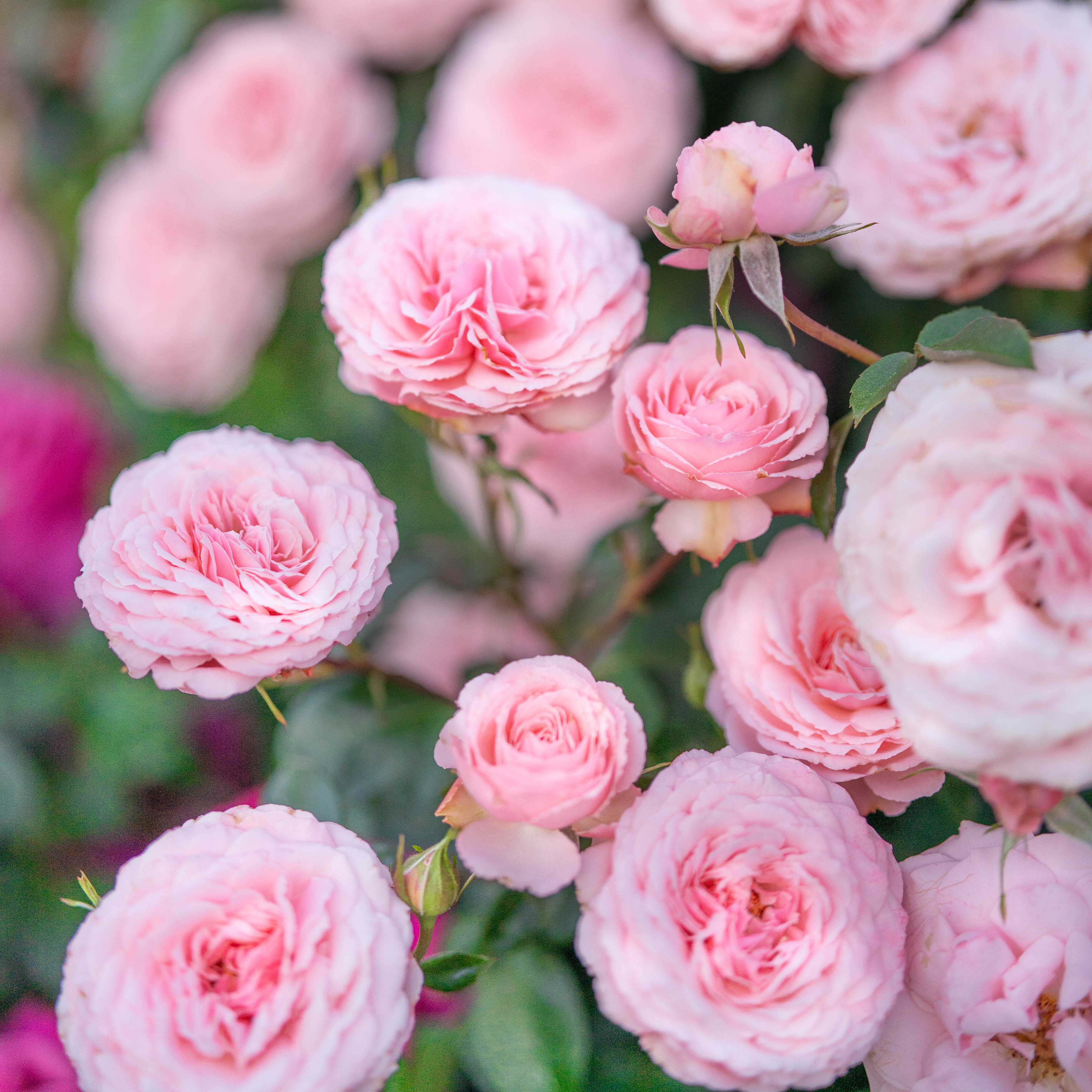 Sexy Rexy® Potted Rose Bush