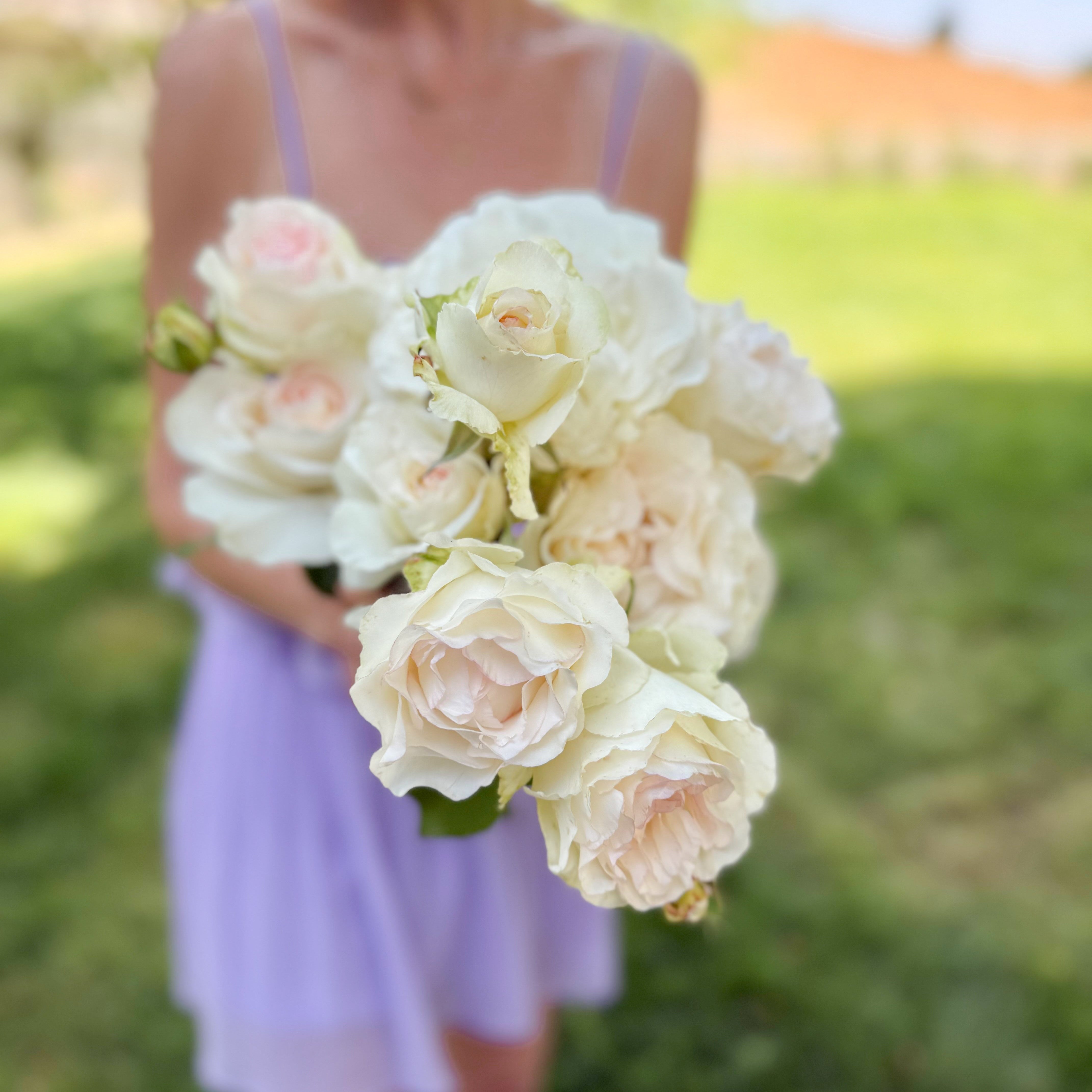 Shirley's Bouquet™ Bare Root Rose Bush
