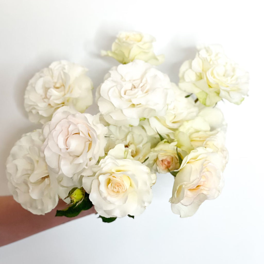 Shirley's Bouquet™ Potted Rose Bush