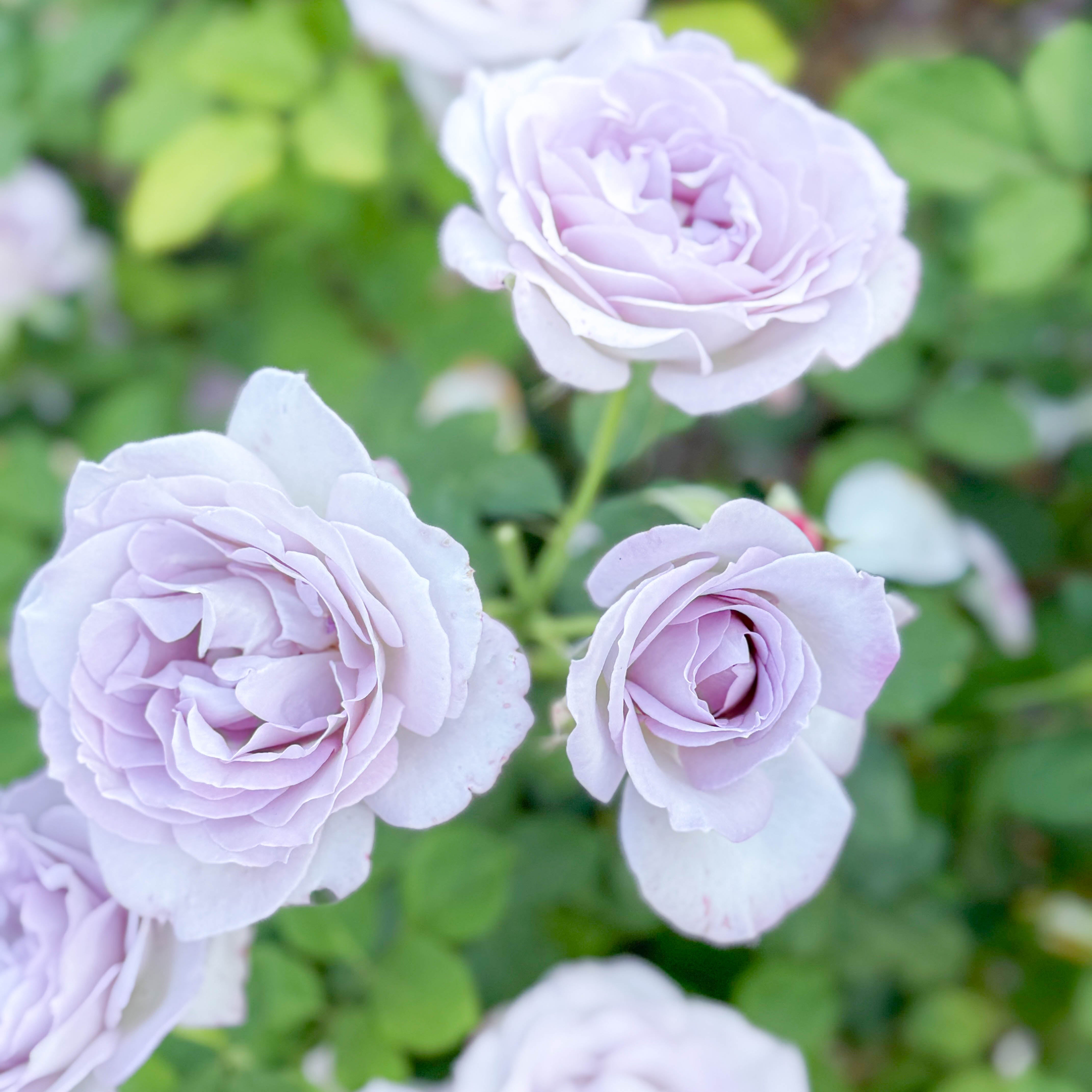Silver Lining™ Potted Rose Bush