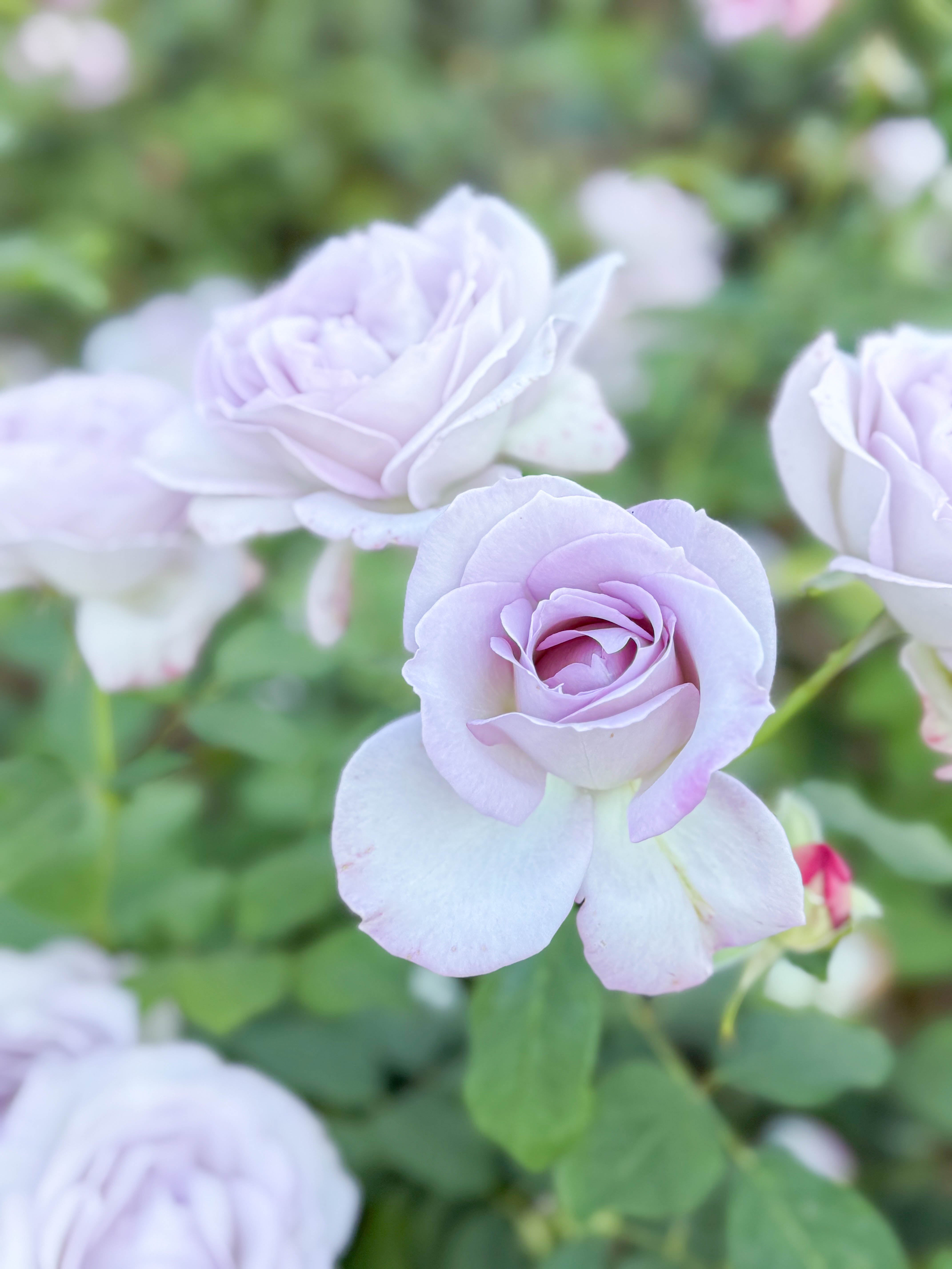 Silver Lining™ Bare Root Rose Bush