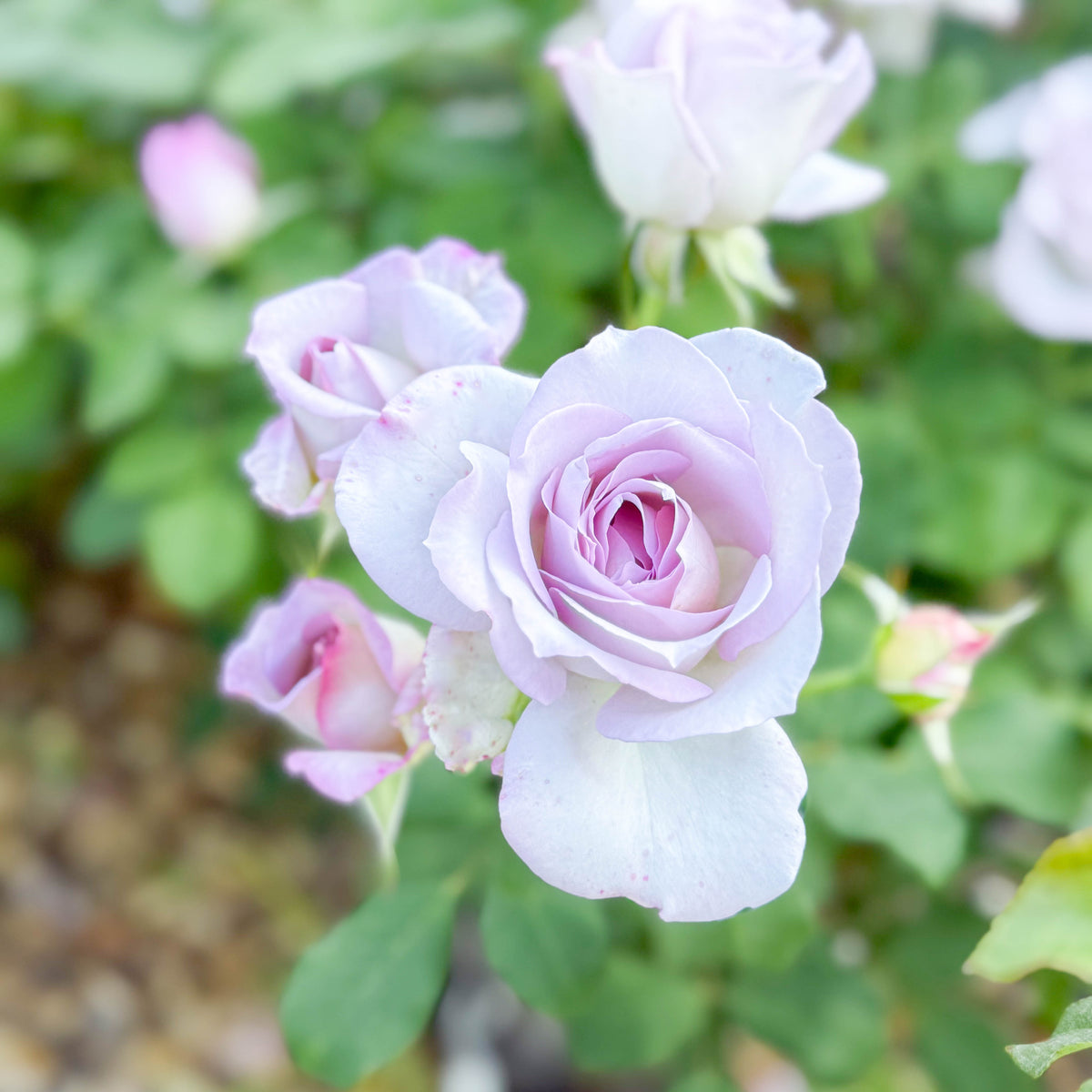 Silver Lining™ Bare Root Rose Bush