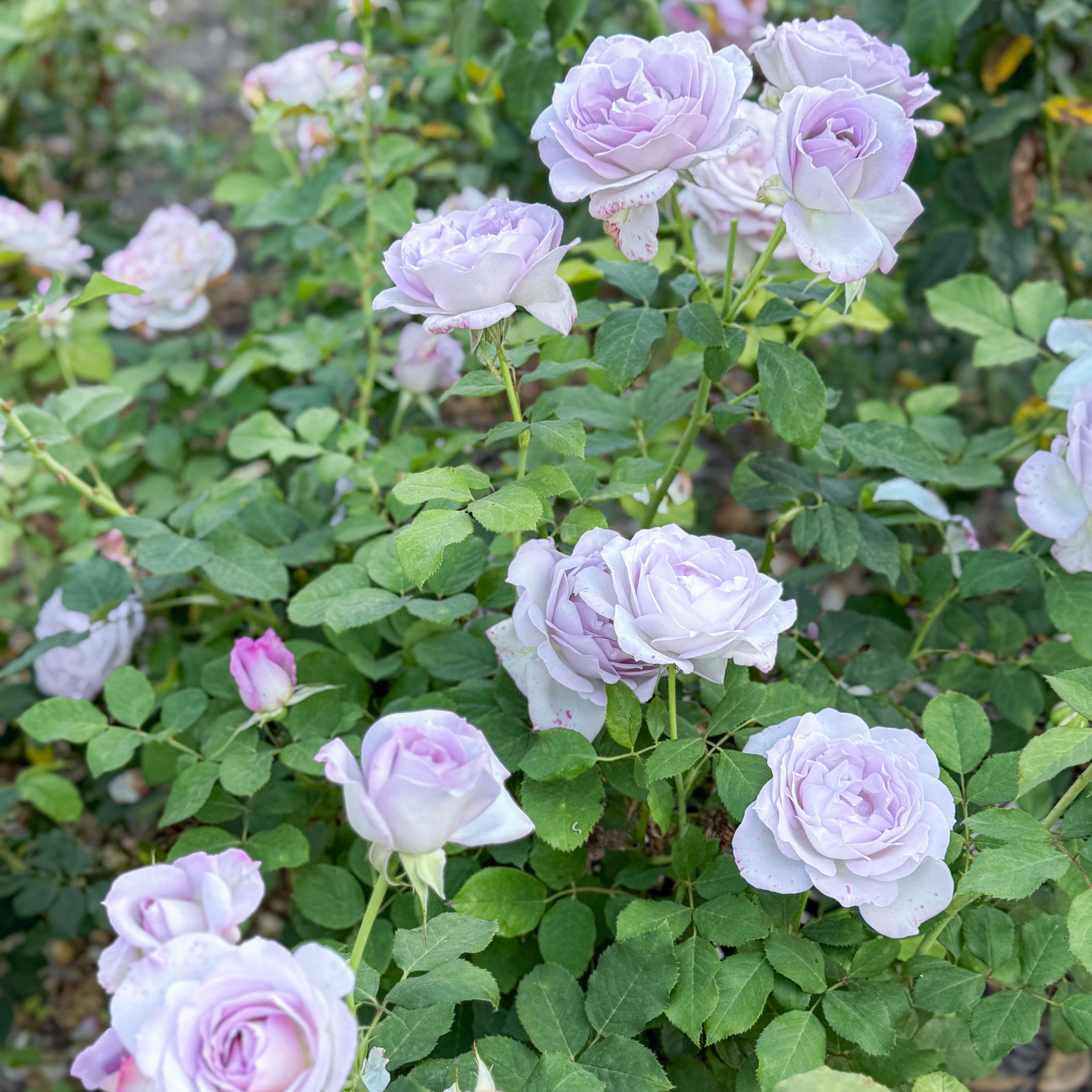 Silver Lining™ Potted Rose Bush