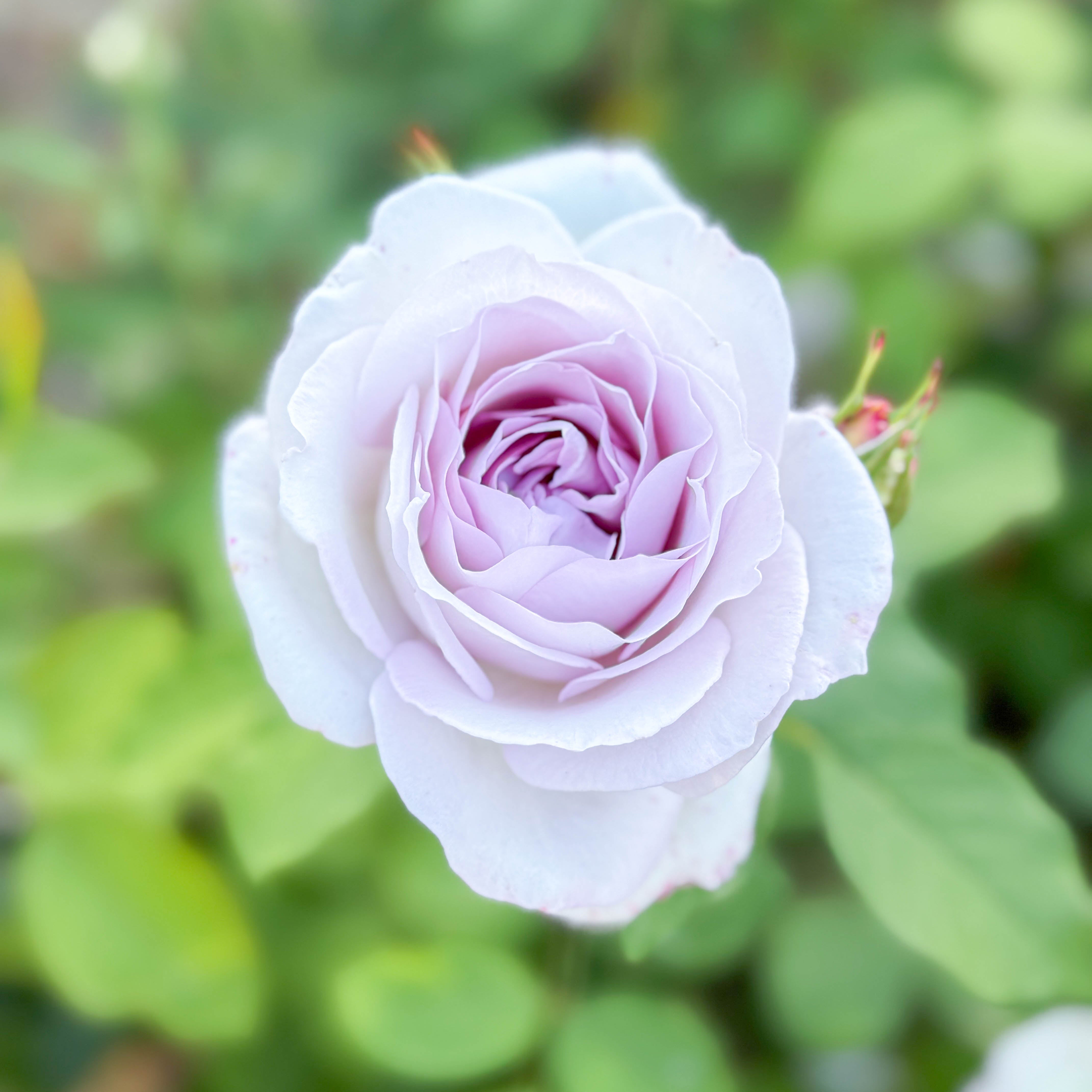 Silver Lining™ Bare Root Rose Bush