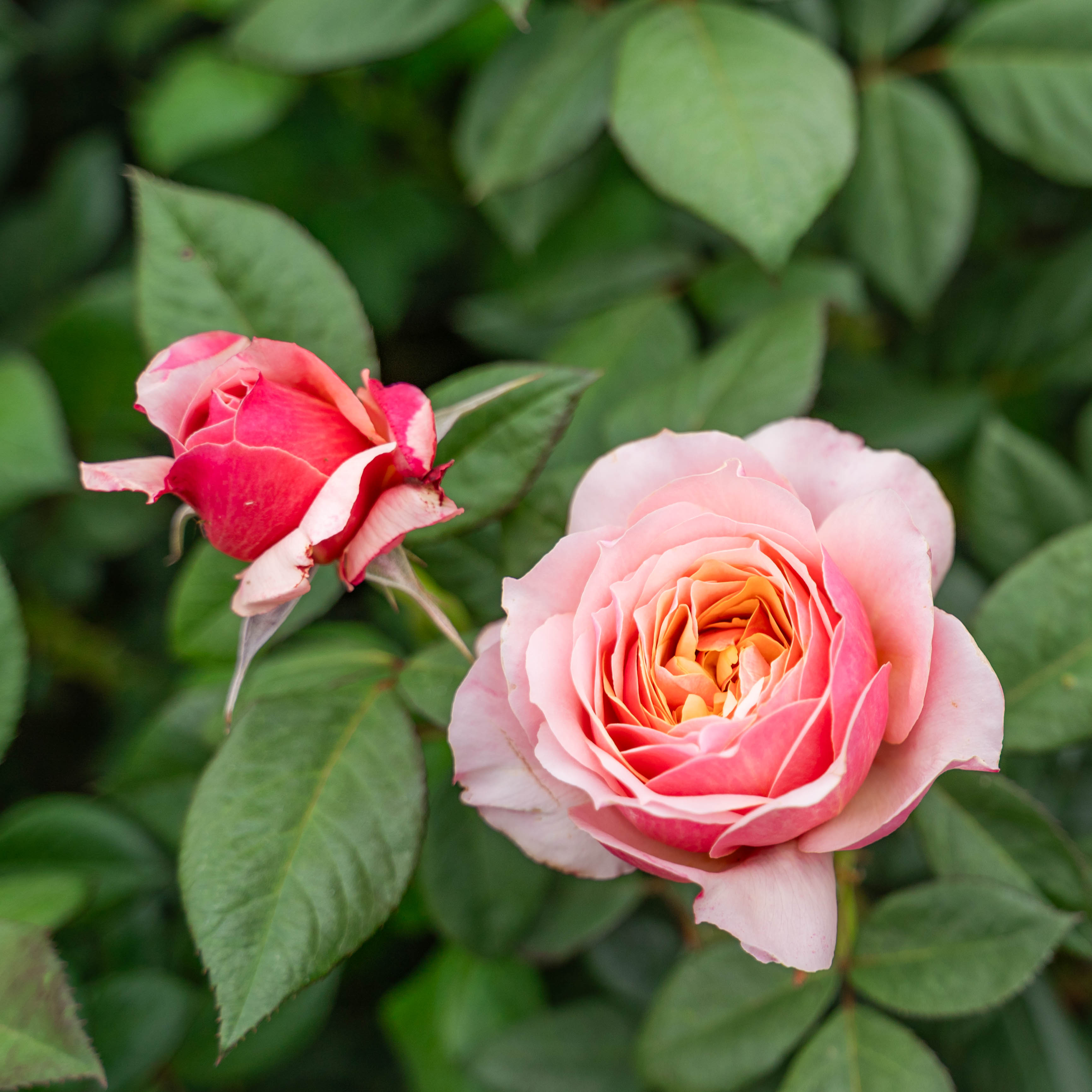 State of Grace ™ Potted Rose Bush