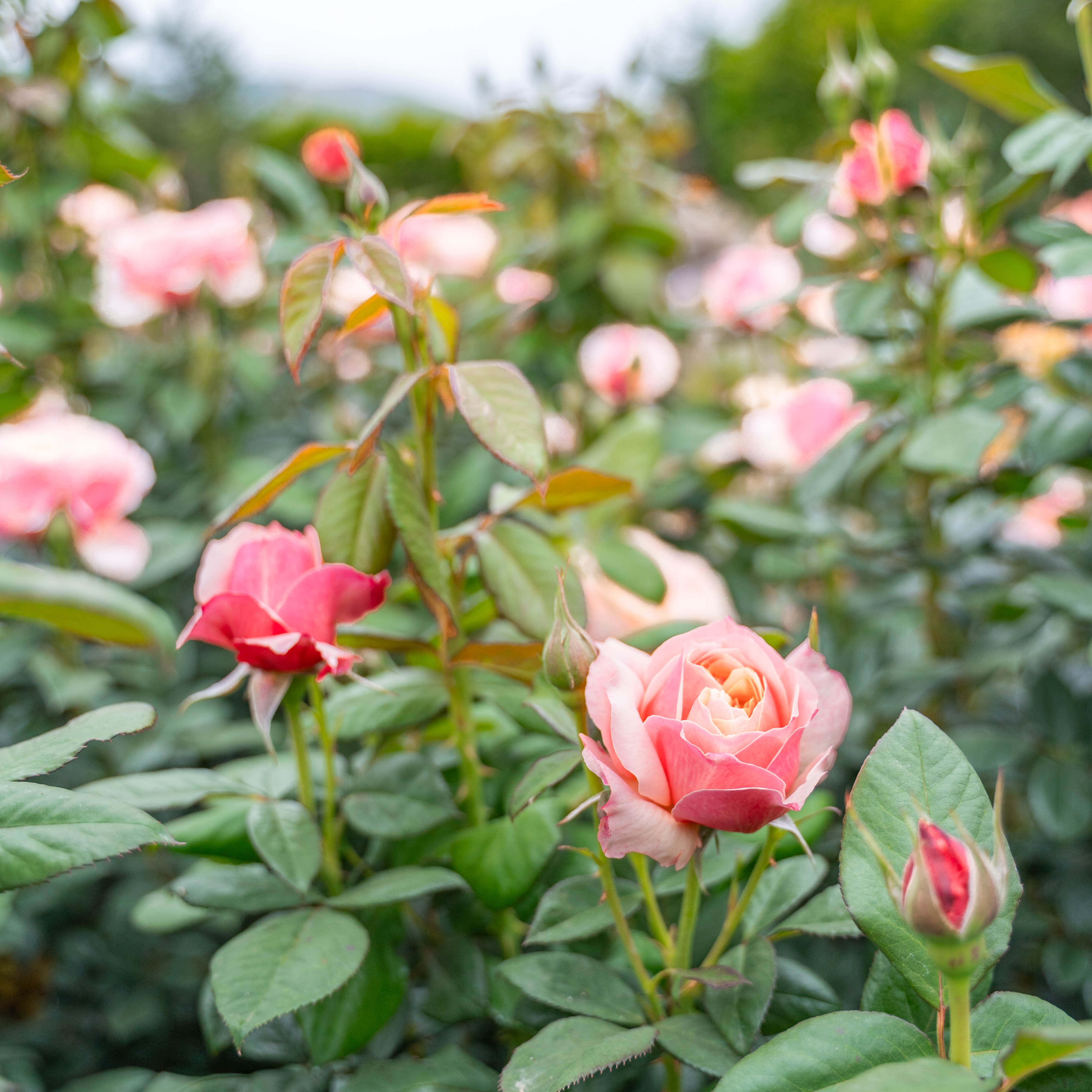 State of Grace ™ Potted Rose Bush