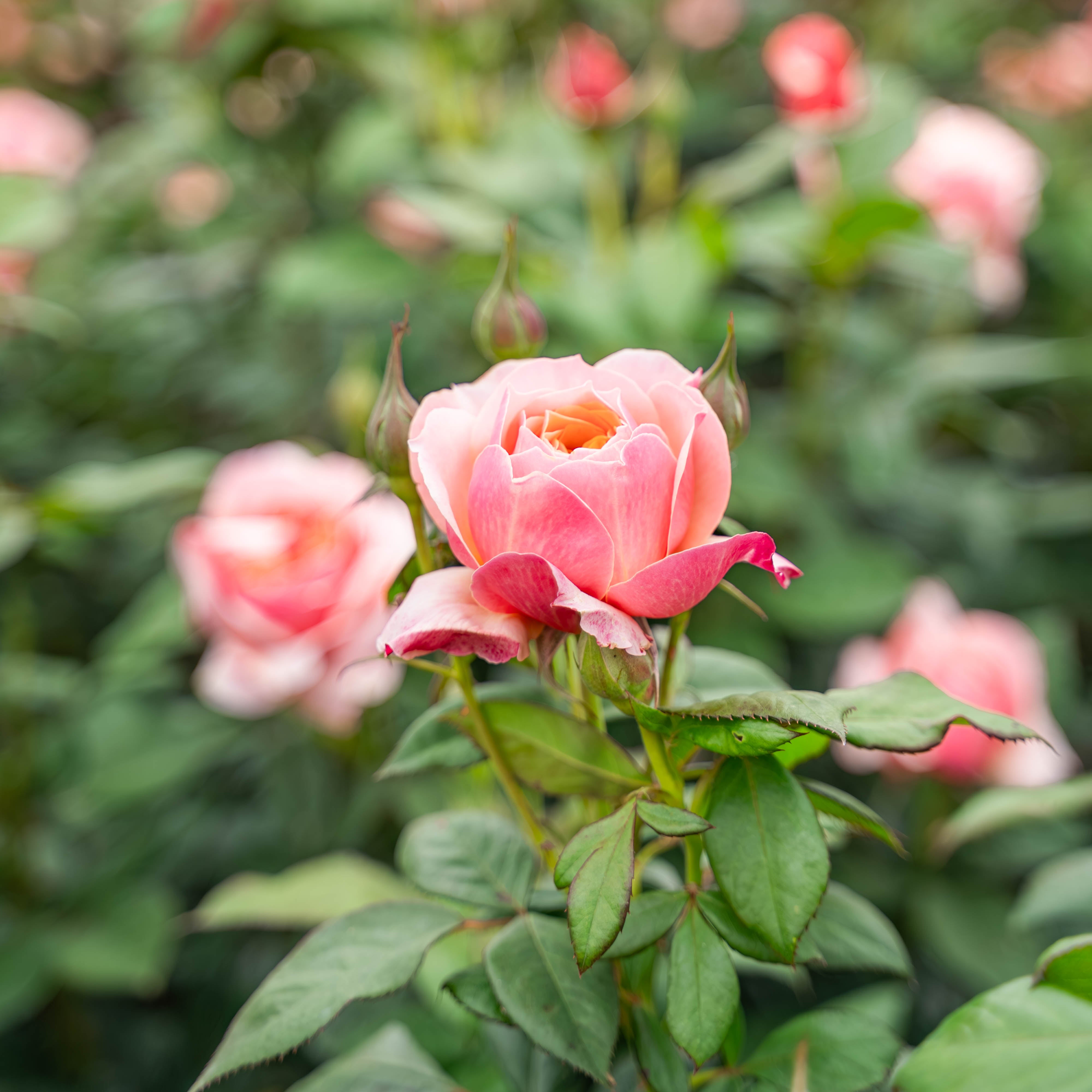 State of Grace ™ Potted Rose Bush
