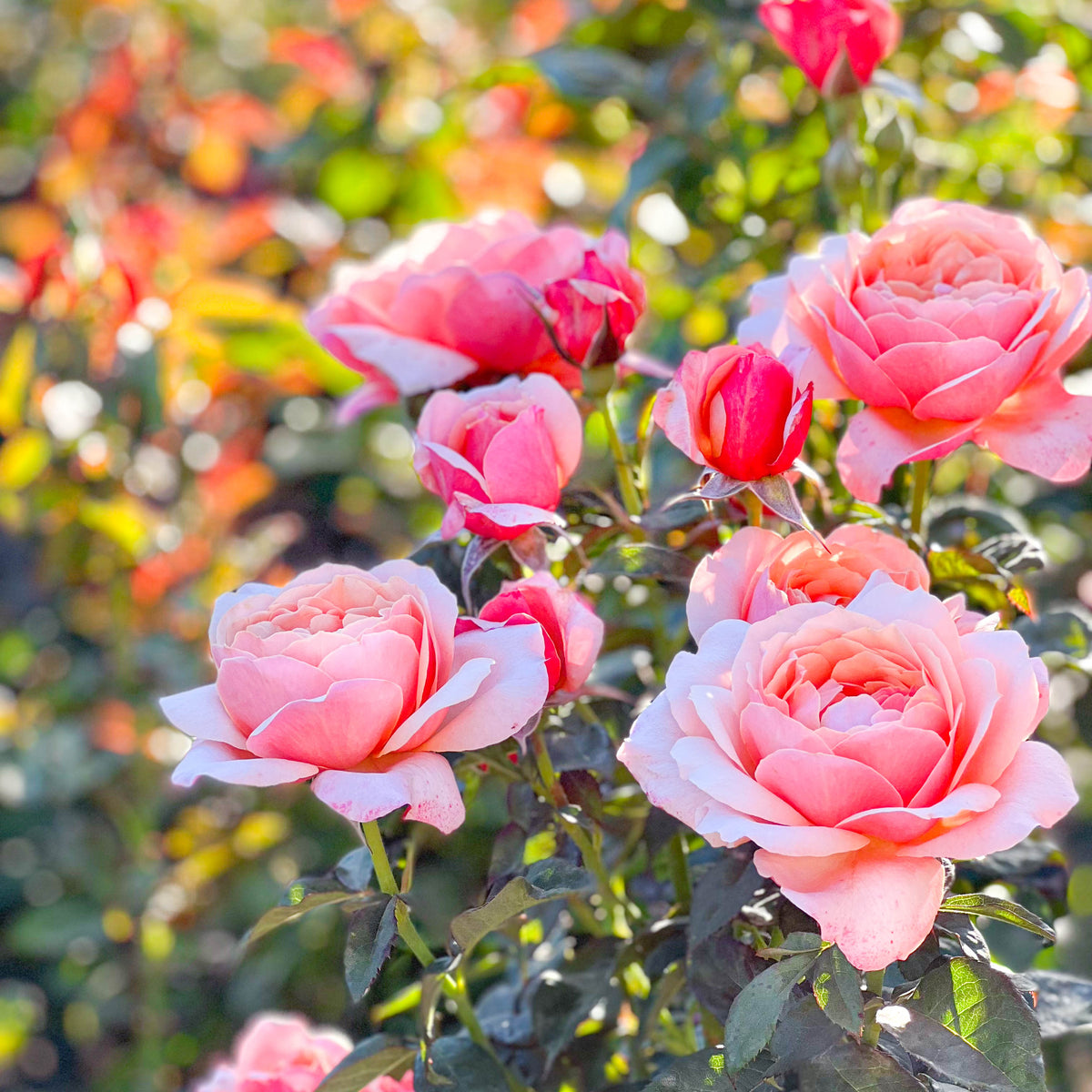 State of Grace™ Bare Root Tree Rose