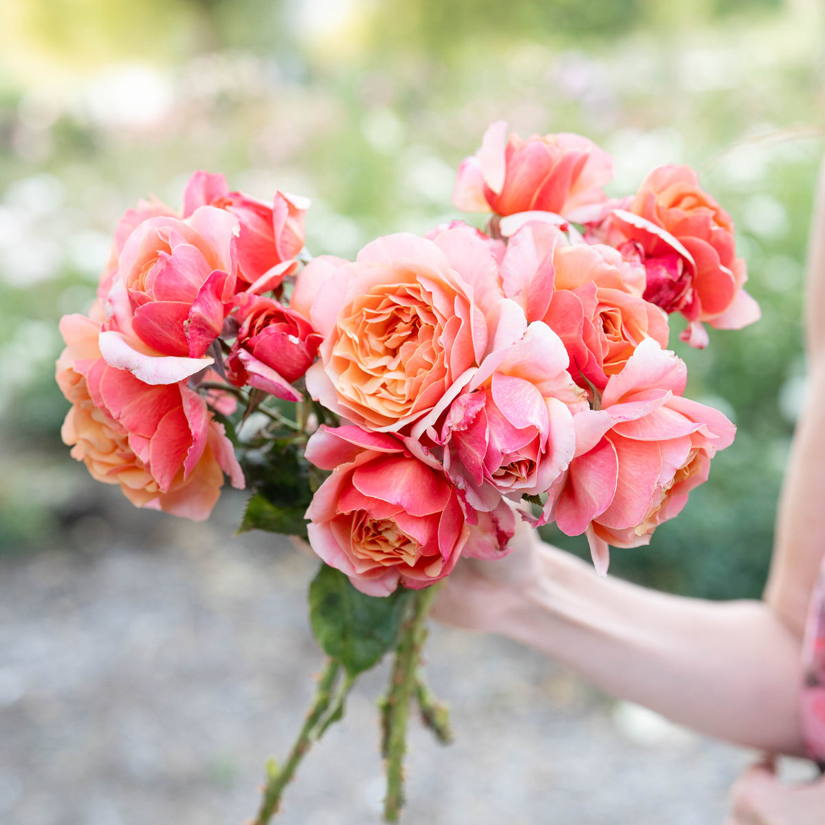 State of Grace™ Bare Root Tree Rose