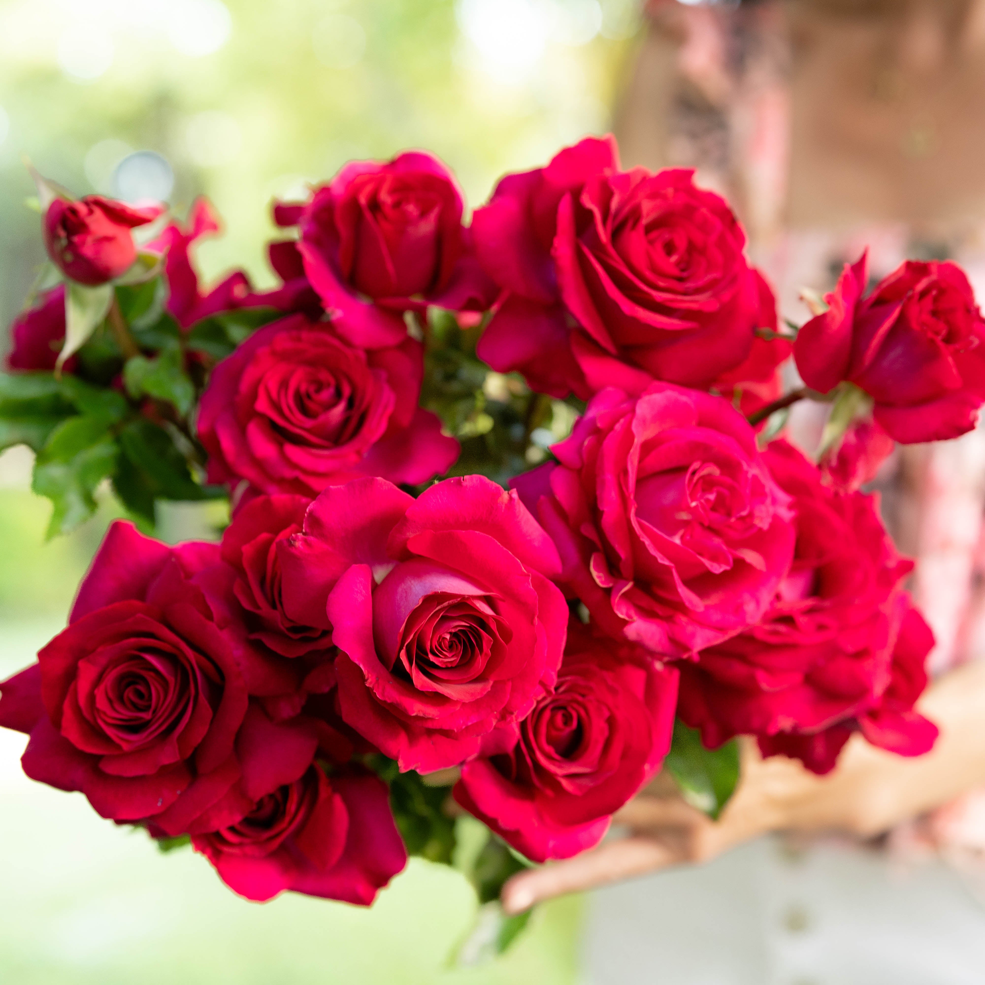 Stiletto™ Potted Rose Bush