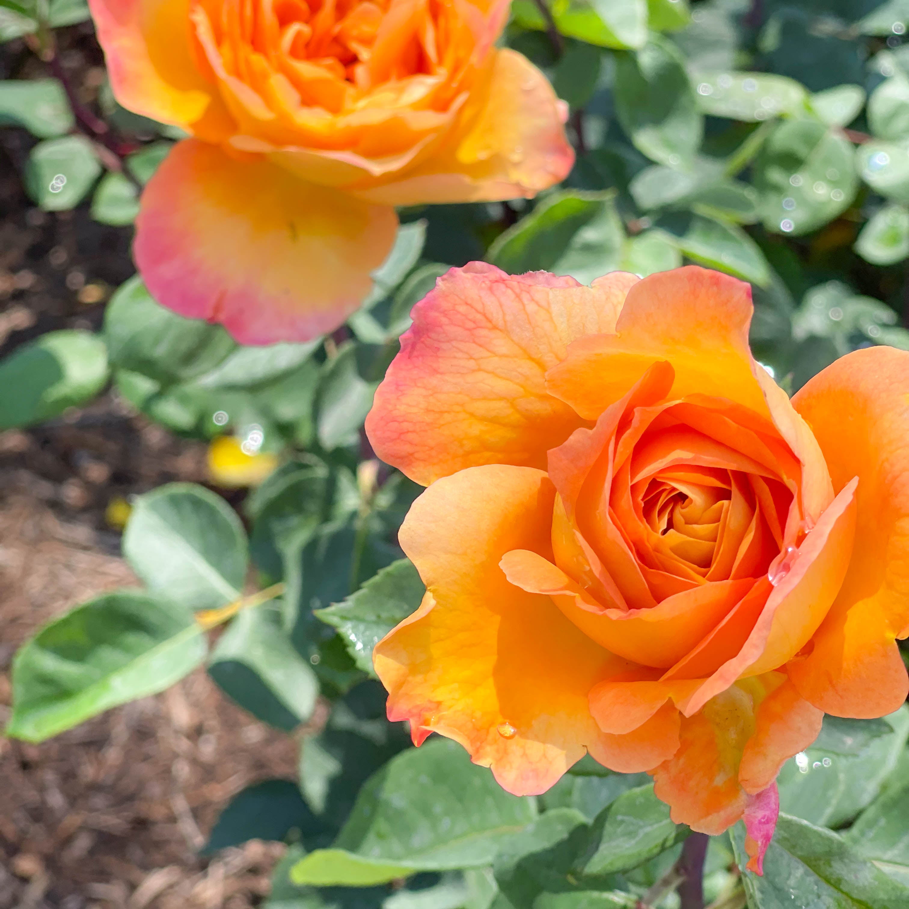 Strike It Rich™ Potted Rose Bush