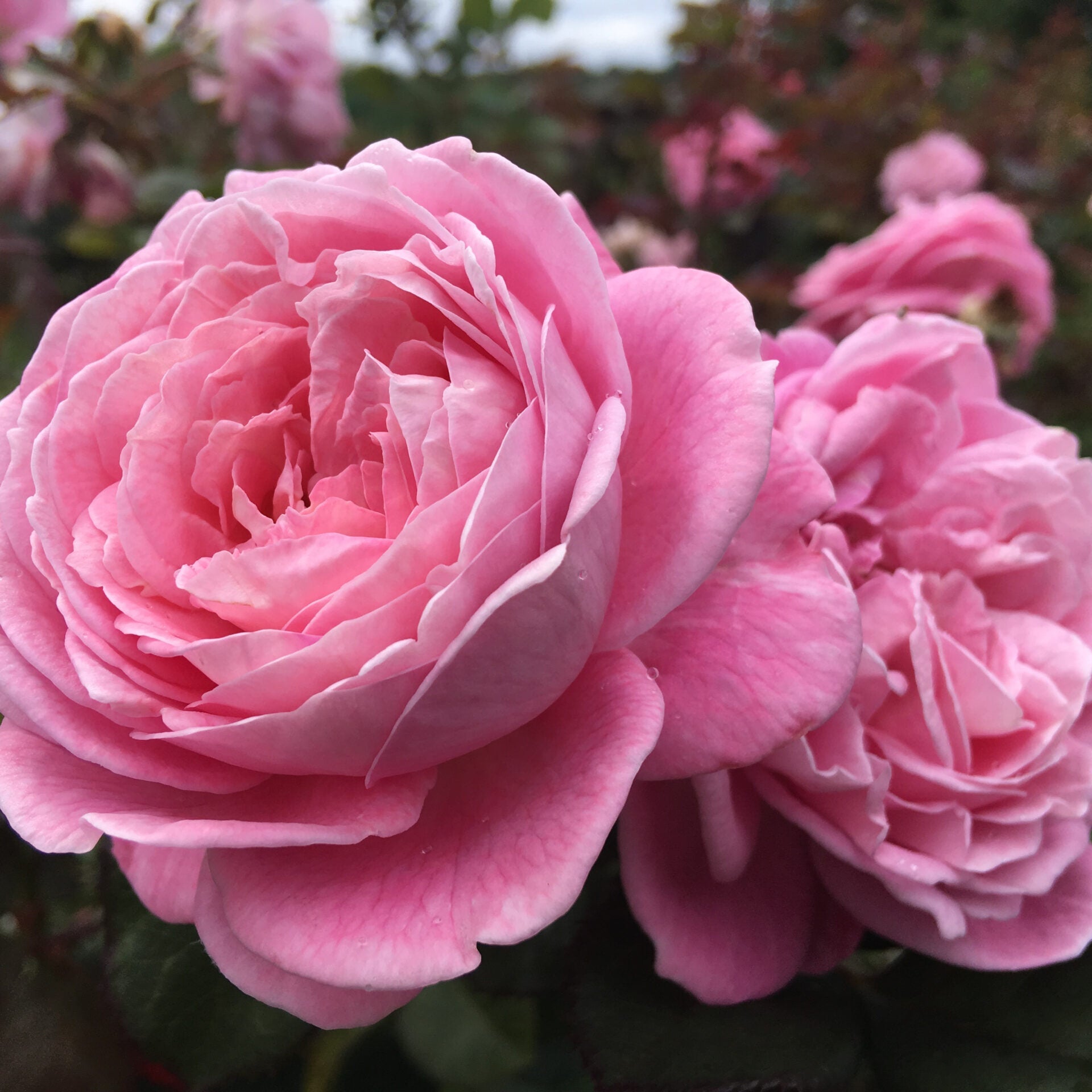 Parfuma® Summer Romance™ Bare Root Rose Bush
