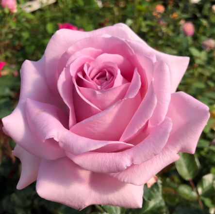 Sweet Willamina Bare Root Rose Bush