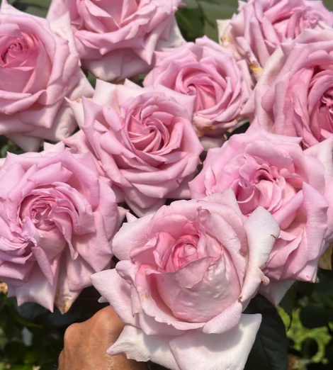 Sweet Willamina Bare Root Rose Bush