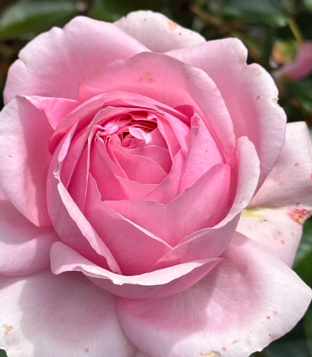 Sweet Willamina Bare Root Rose Bush