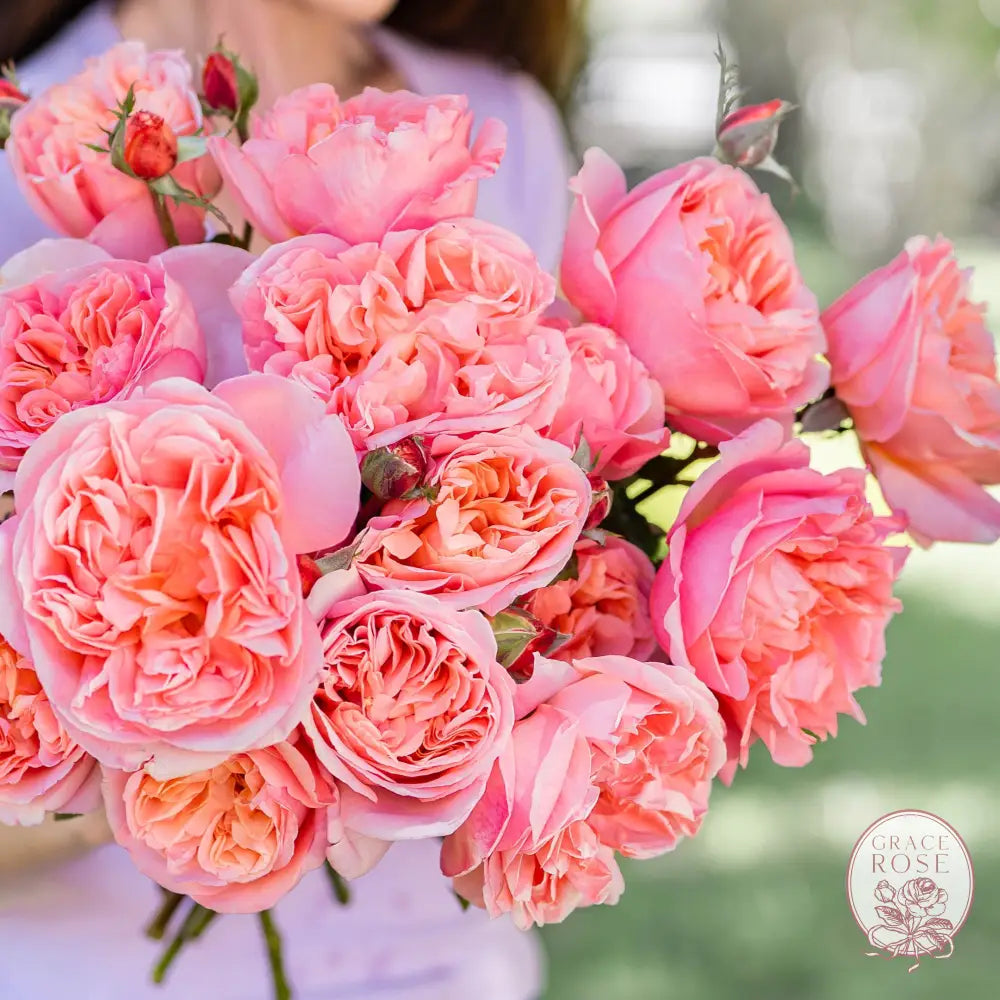 Sweet Madamoiselle™ Rose Bush 1-gallon own root rose BUSHES