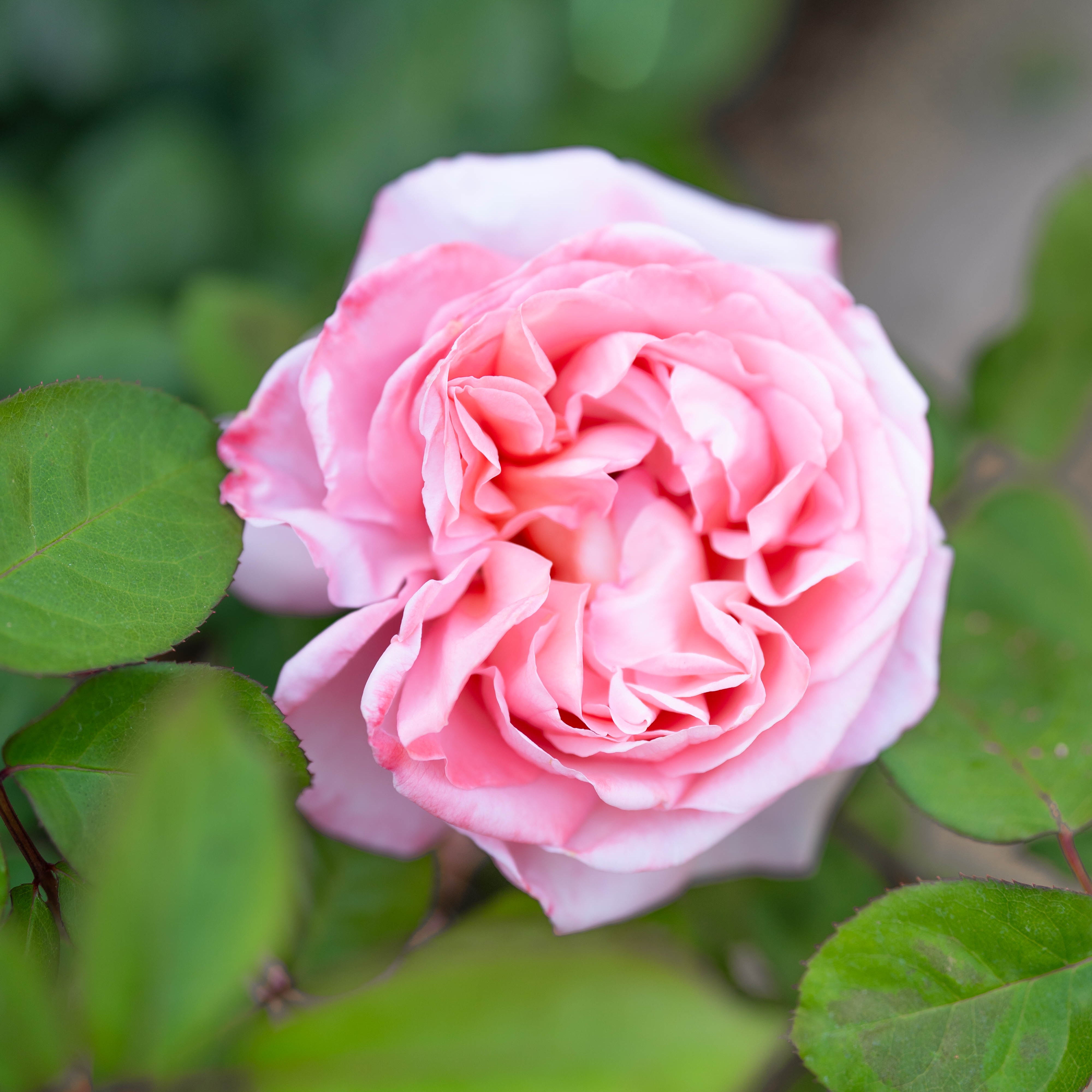 Sweet Mademoiselle™ Potted Rose Bush