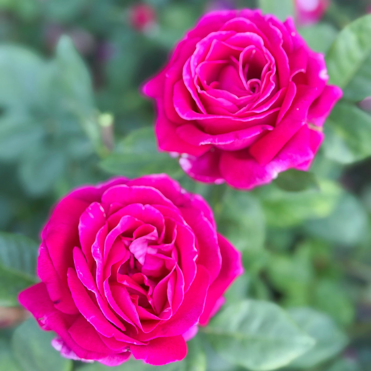 Sweet Spirit™ Bare Root Tree Rose